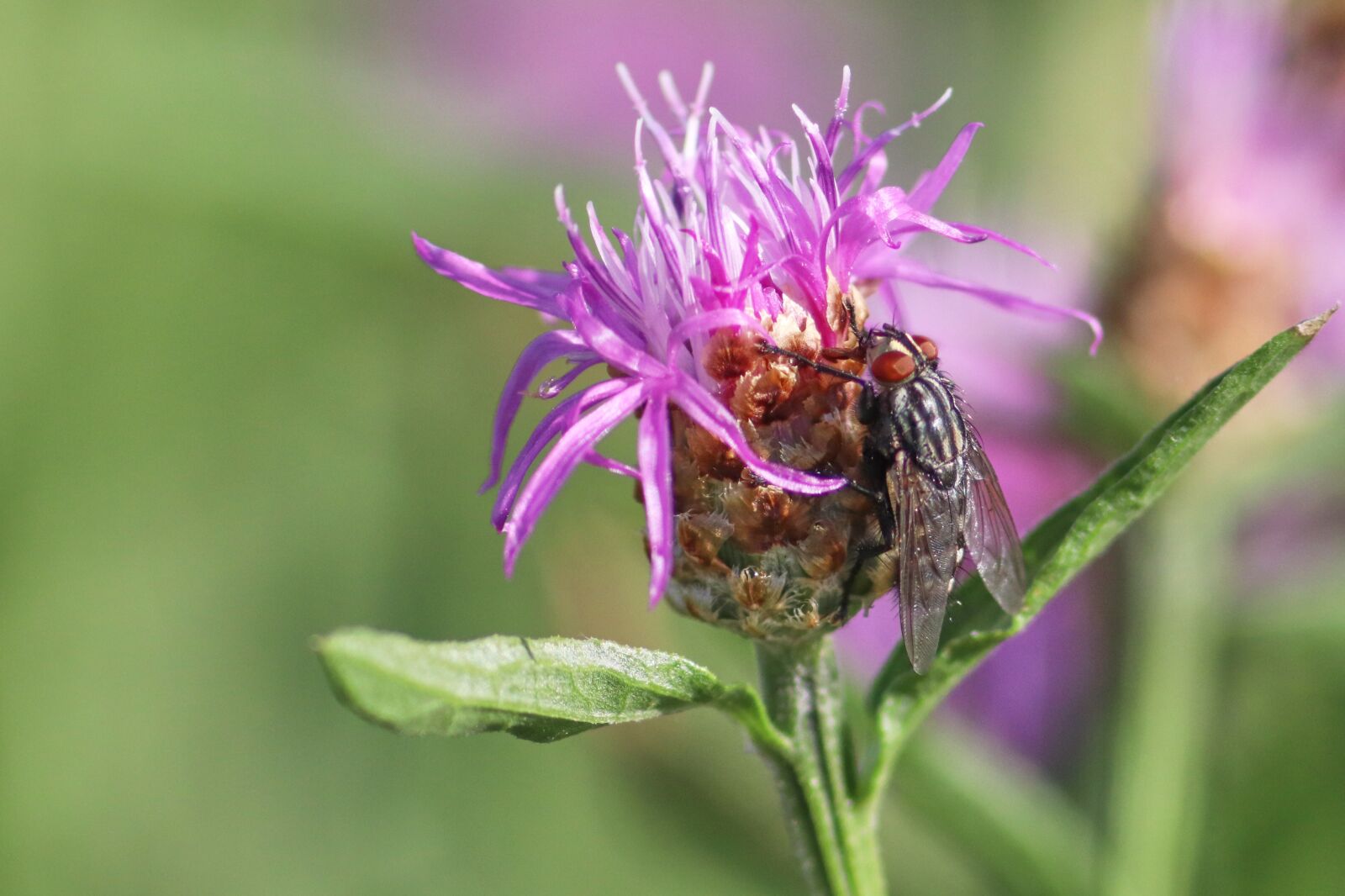 Canon EF 300mm F4L IS USM sample photo. Flowers, fly, insect photography