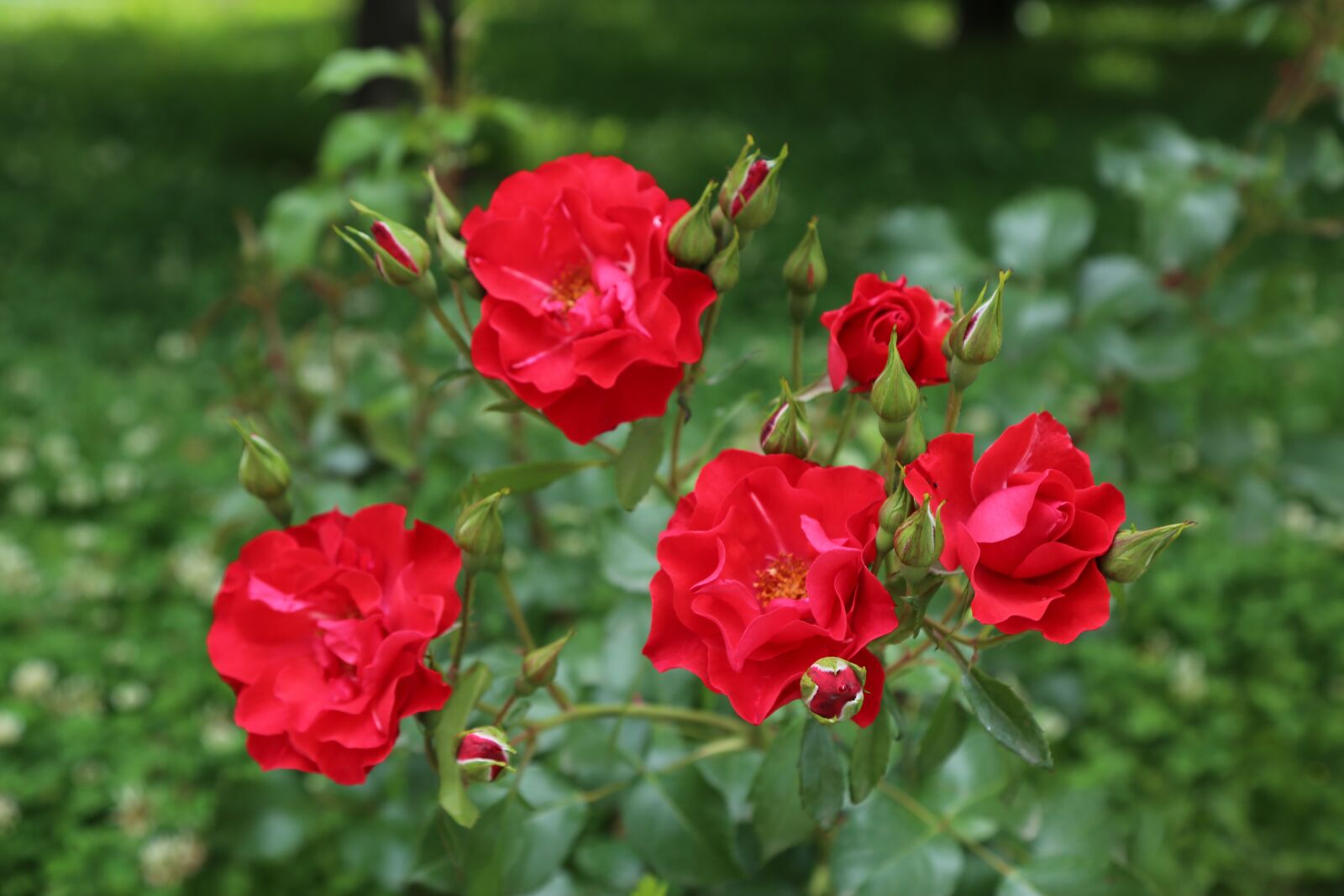 Canon EOS 5D Mark III sample photo. Rose, red rose, nature photography