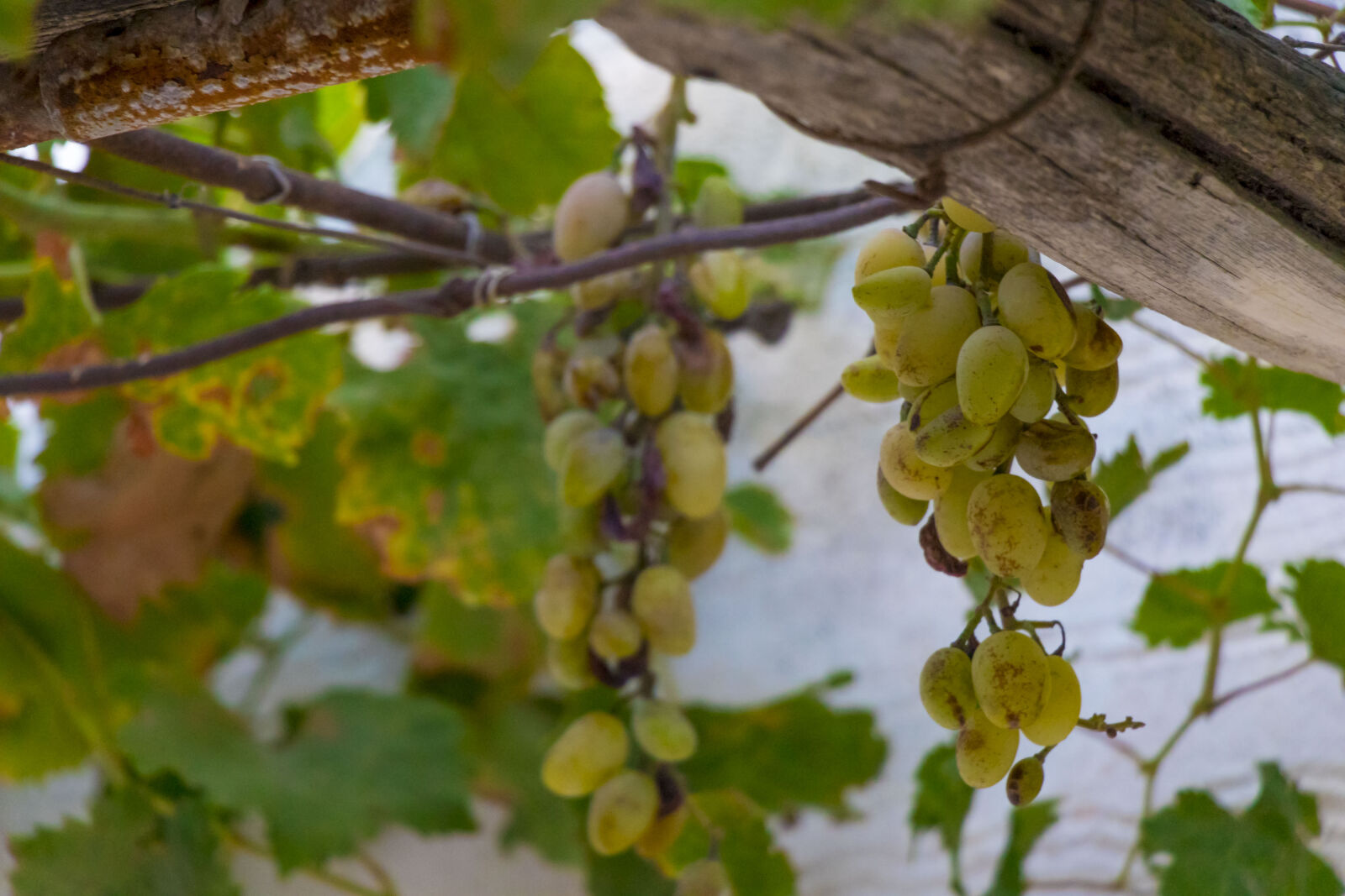 Canon EOS 80D sample photo. Ceret, grapes, greece, nature photography