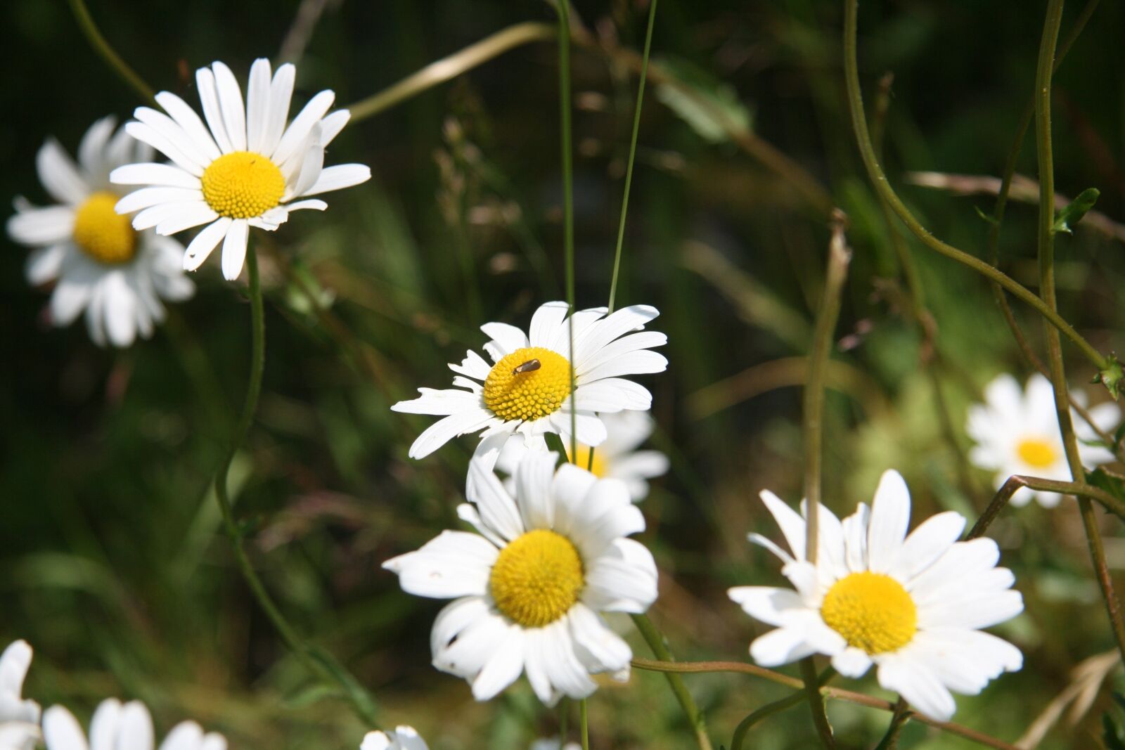 Canon EOS 400D (EOS Digital Rebel XTi / EOS Kiss Digital X) sample photo. Daisy, geese flower, flower photography