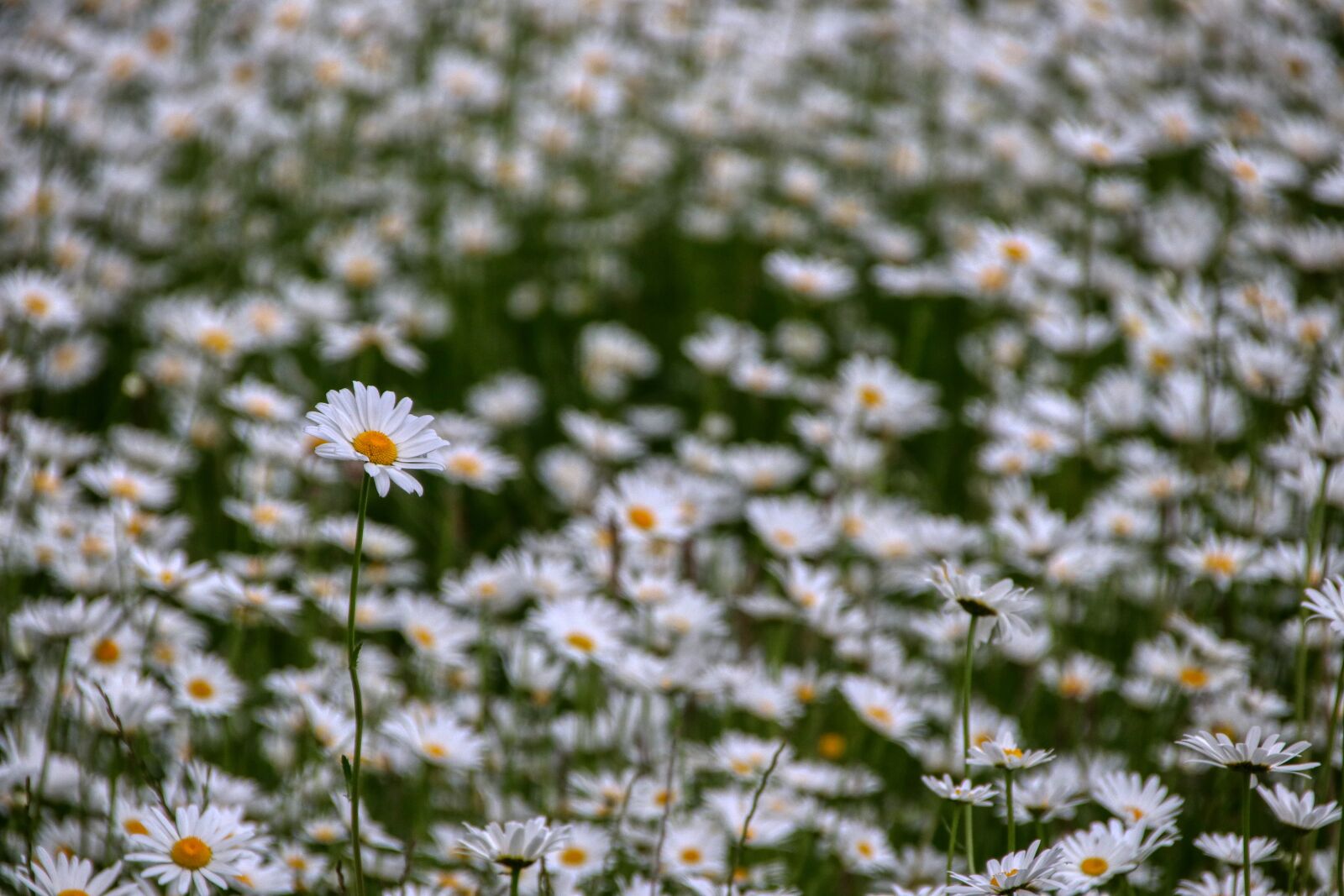 Canon EOS 80D sample photo. Marga renon, field, meadow photography