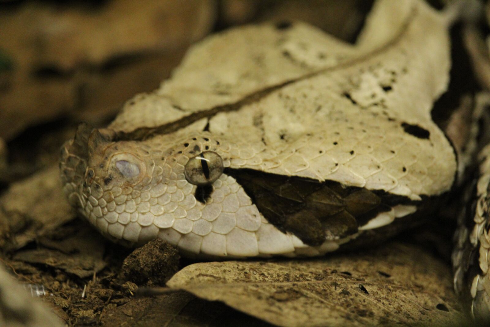 Canon EOS 1200D (EOS Rebel T5 / EOS Kiss X70 / EOS Hi) sample photo. Snake, look, camouflage photography