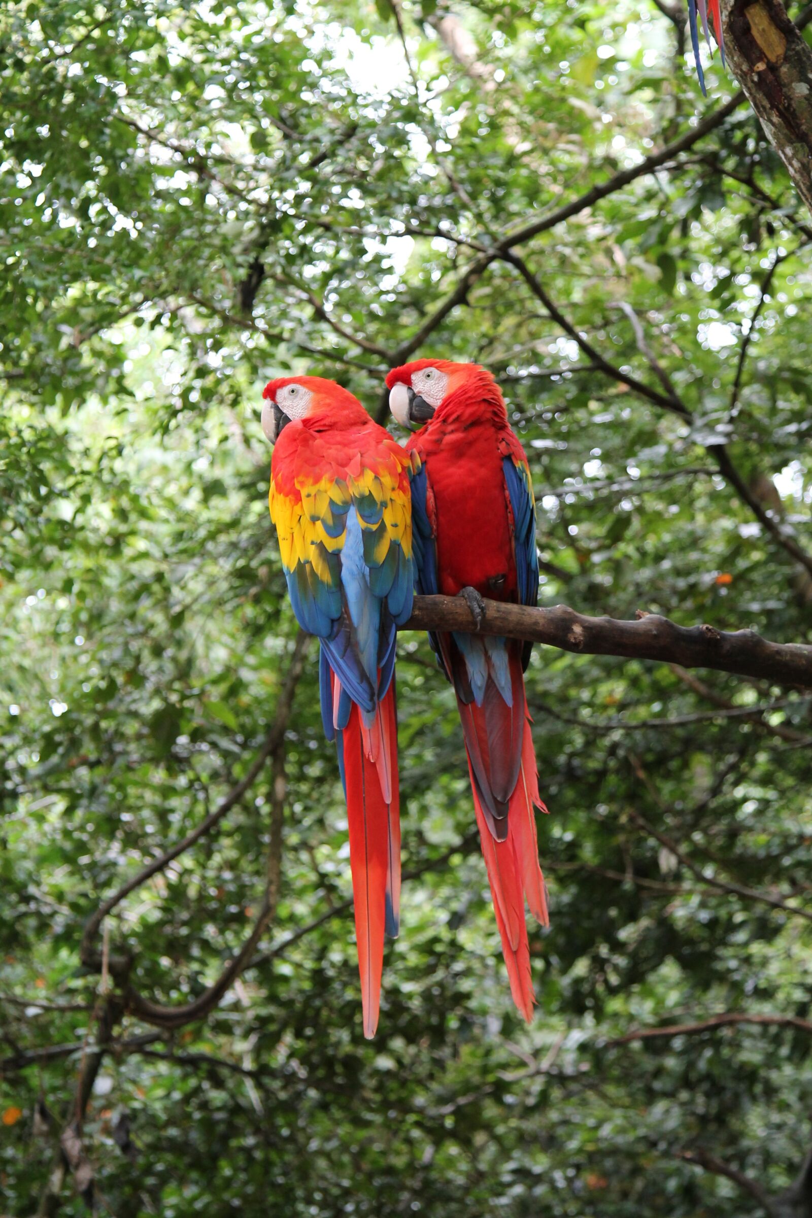 Canon EOS 1100D (EOS Rebel T3 / EOS Kiss X50) + Canon EF 24-105mm F4L IS USM sample photo. Macaws, birds, parrot photography