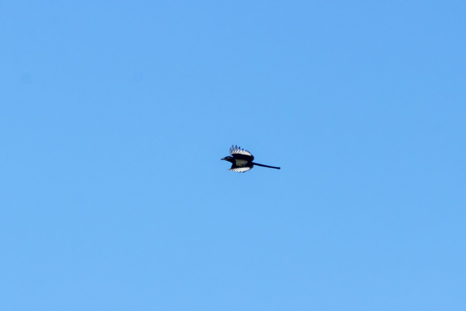 Canon EF75-300mm f/4-5.6 sample photo. Magpie, bird, raven kind photography