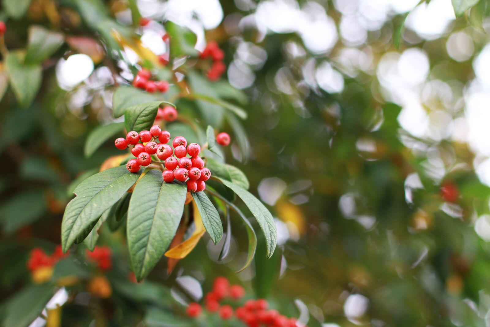 Canon EOS 7D + Canon EF 50mm F1.4 USM sample photo. Berries, red, elder photography