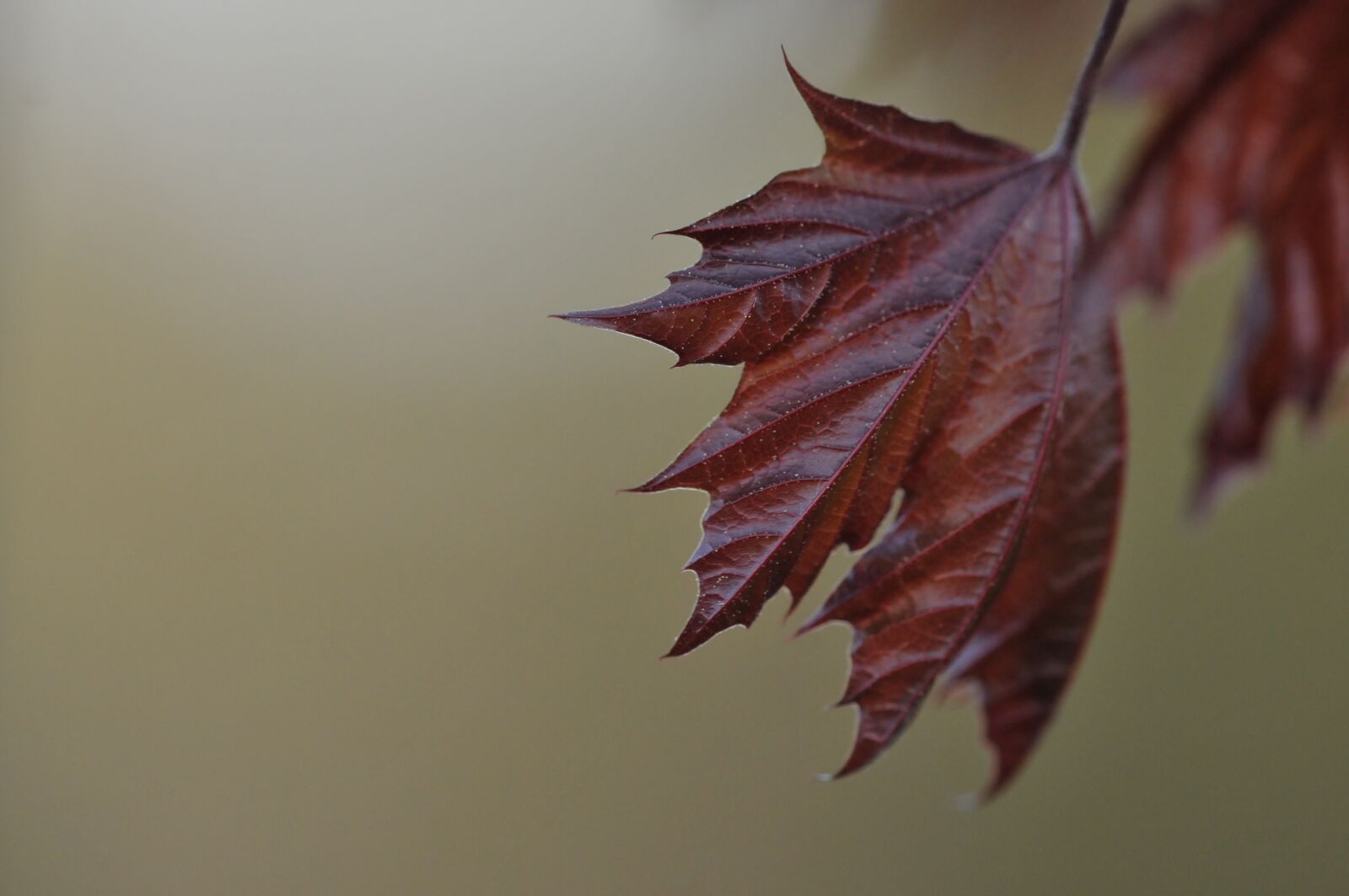 Nikon D300S sample photo. Fall, leaves, template photography