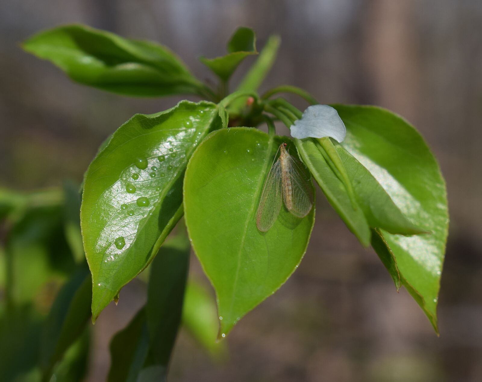 Nikon D3300 sample photo. Mayfly, insect, bud photography