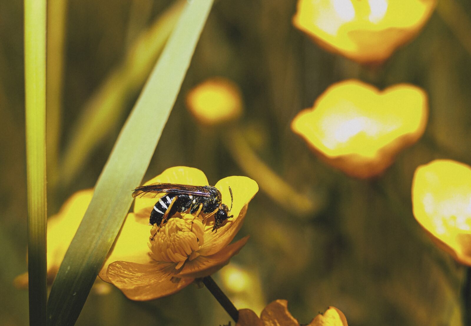 Panasonic Lumix DMC-FZ1000 sample photo. Insect, bee, garden photography