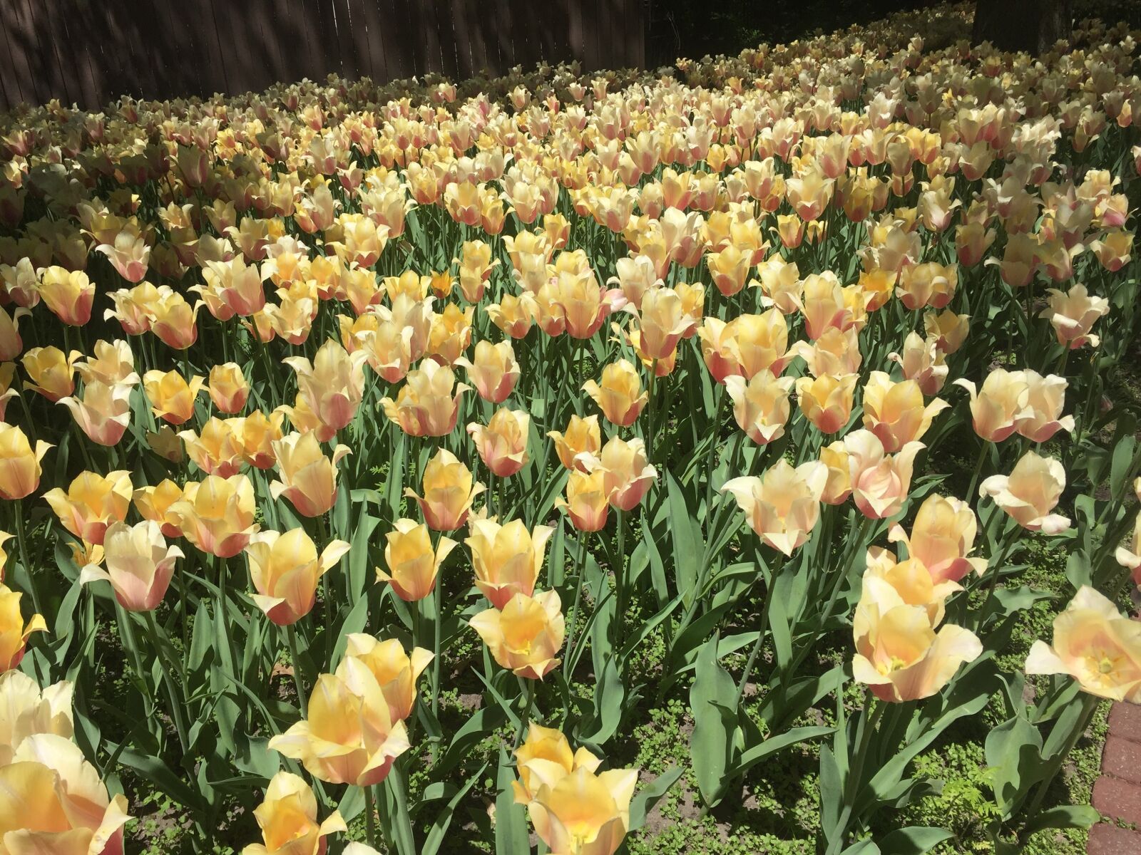 iPhone 6 back camera 4.15mm f/2.2 sample photo. Flowers, high, definition, relaxing photography