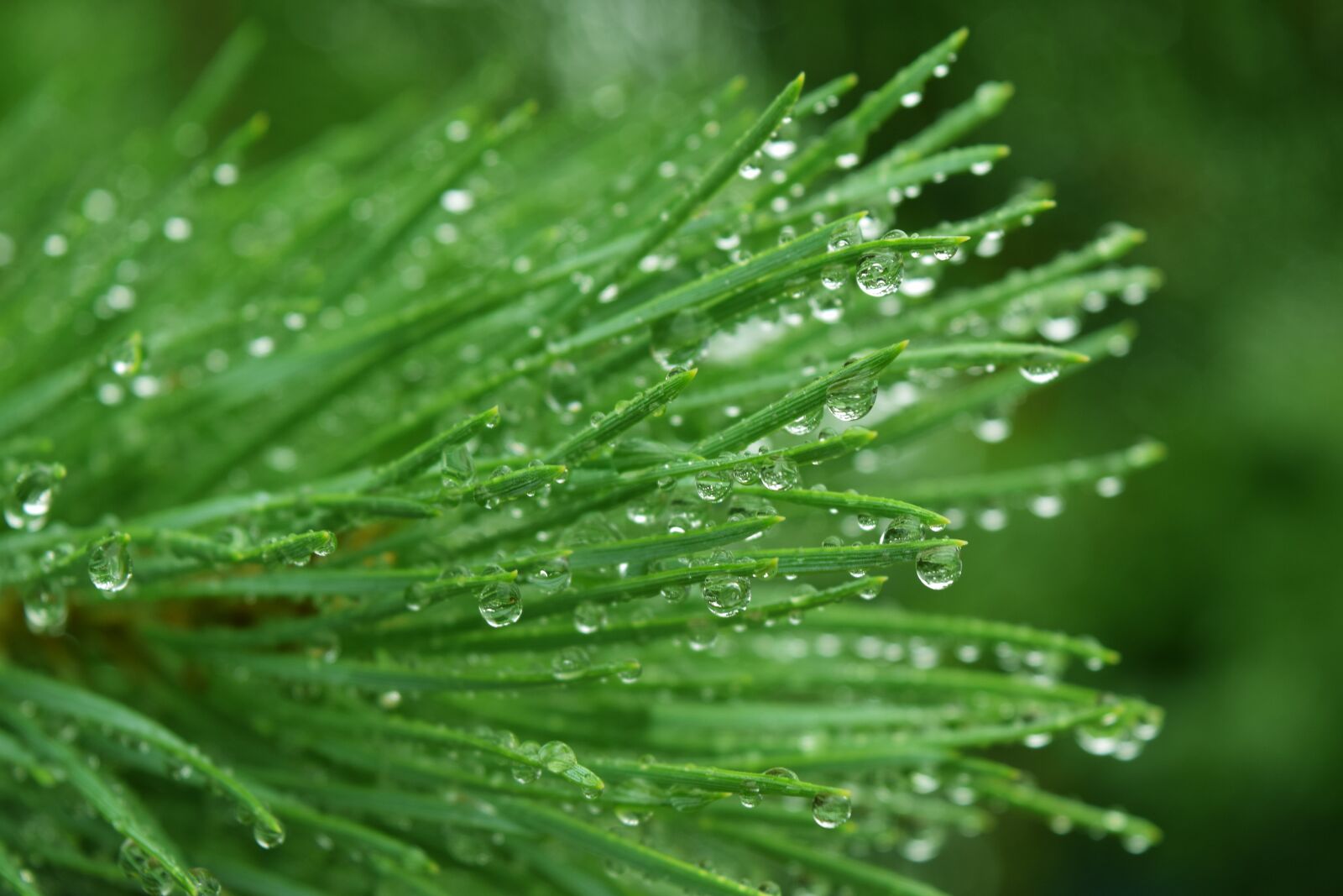 Nikon D5300 sample photo. Coniferous, branch, needles photography