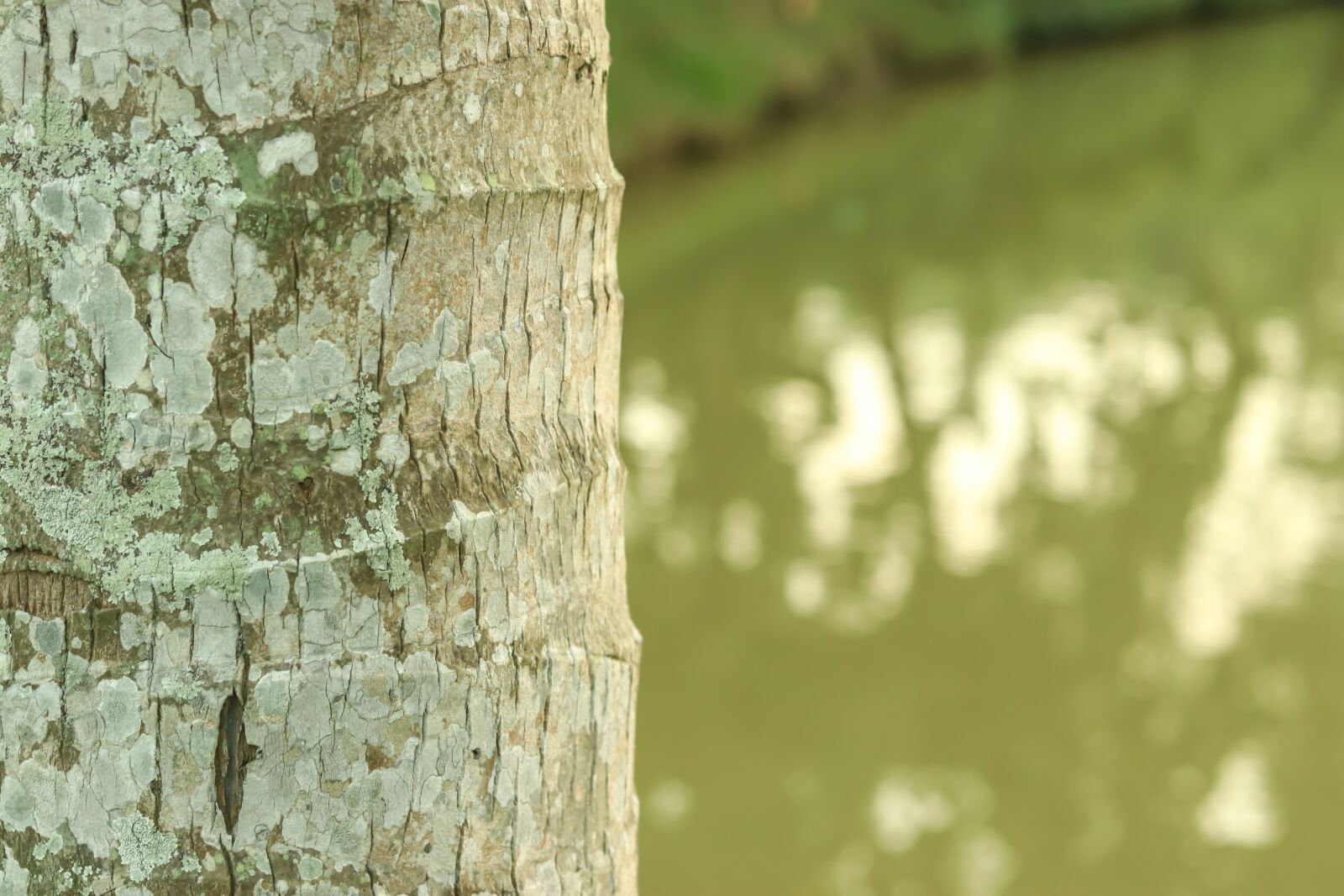 Canon EF 50mm F1.8 STM sample photo. Nature, water, romantic photography