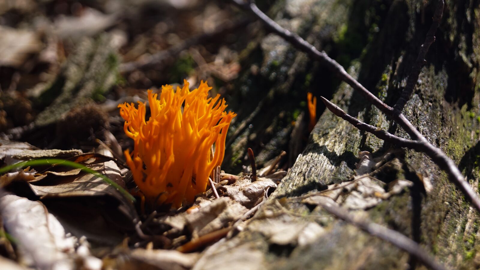 Sony SLT-A68 + Sony DT 18-55mm F3.5-5.6 SAM II sample photo. Mushroom herb, orange, forest photography