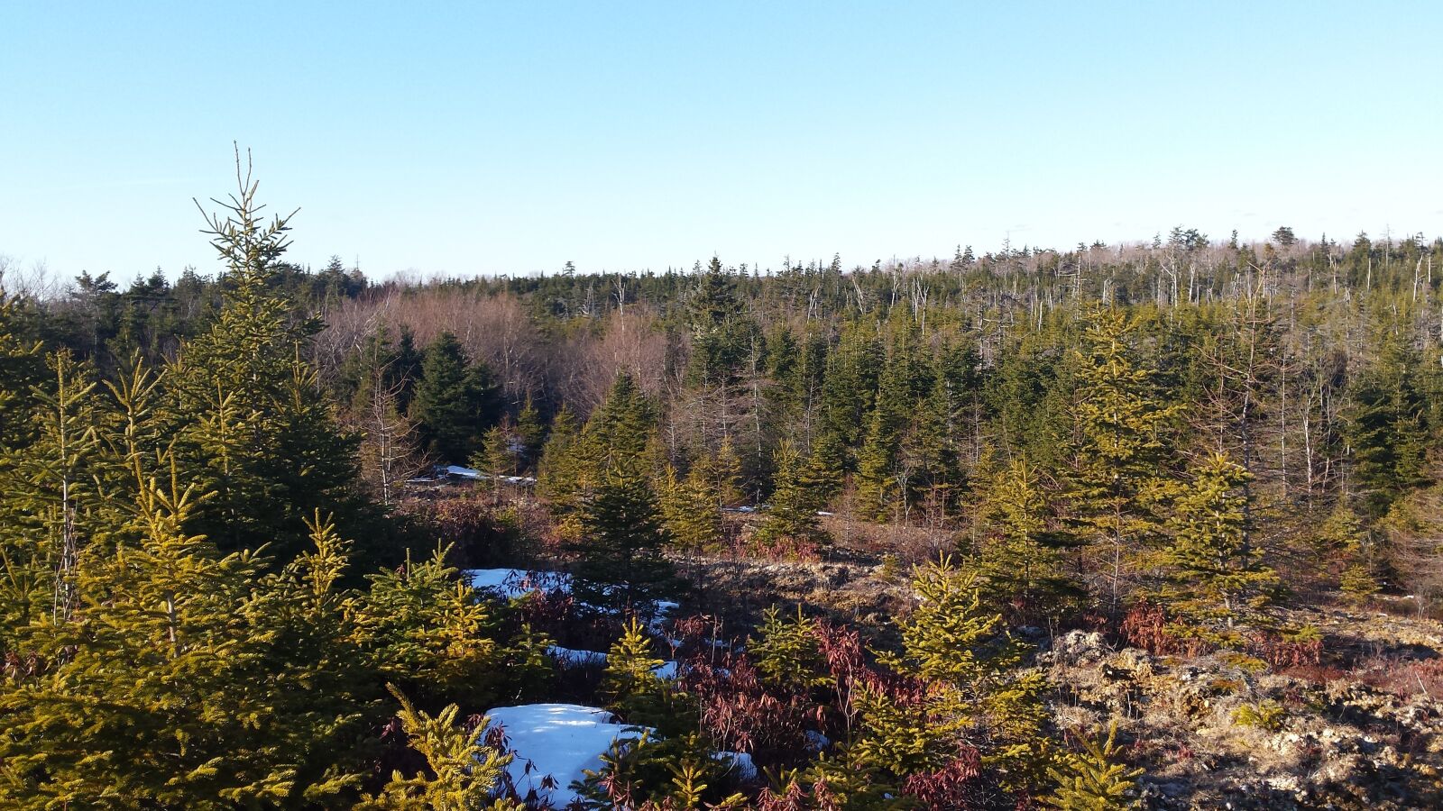 Samsung Galaxy S4 sample photo. Forest, winter, trees photography