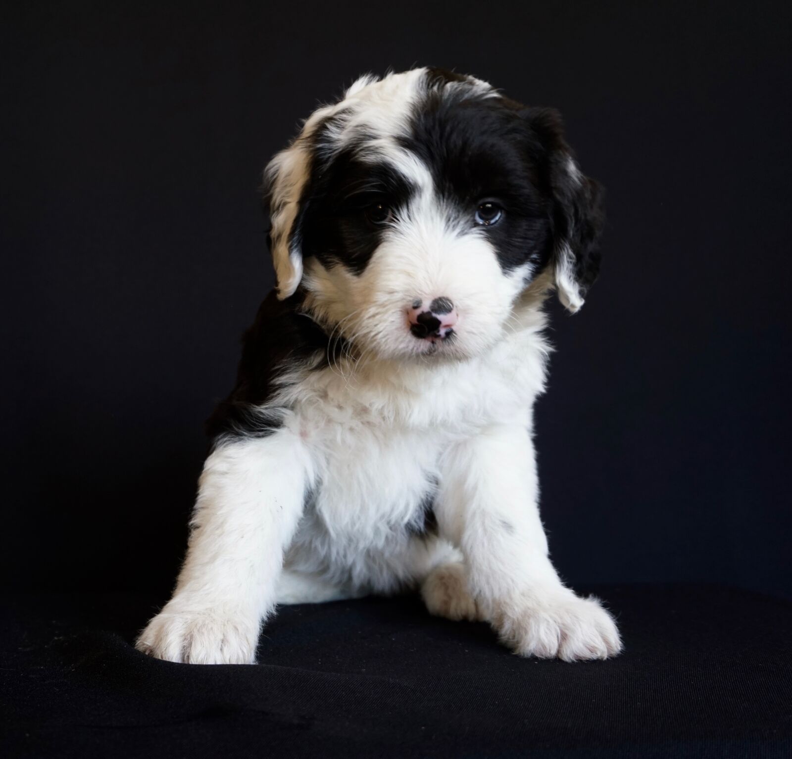 Sony a6000 sample photo. Puppy, sheepdog, cute photography