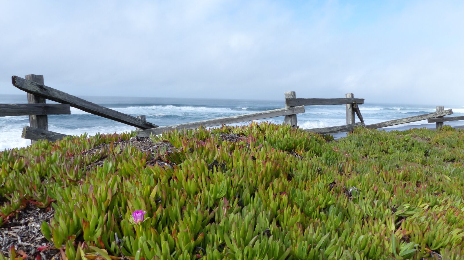Panasonic Lumix DMC-FZ200 sample photo. Ice plant, ocean, fence photography