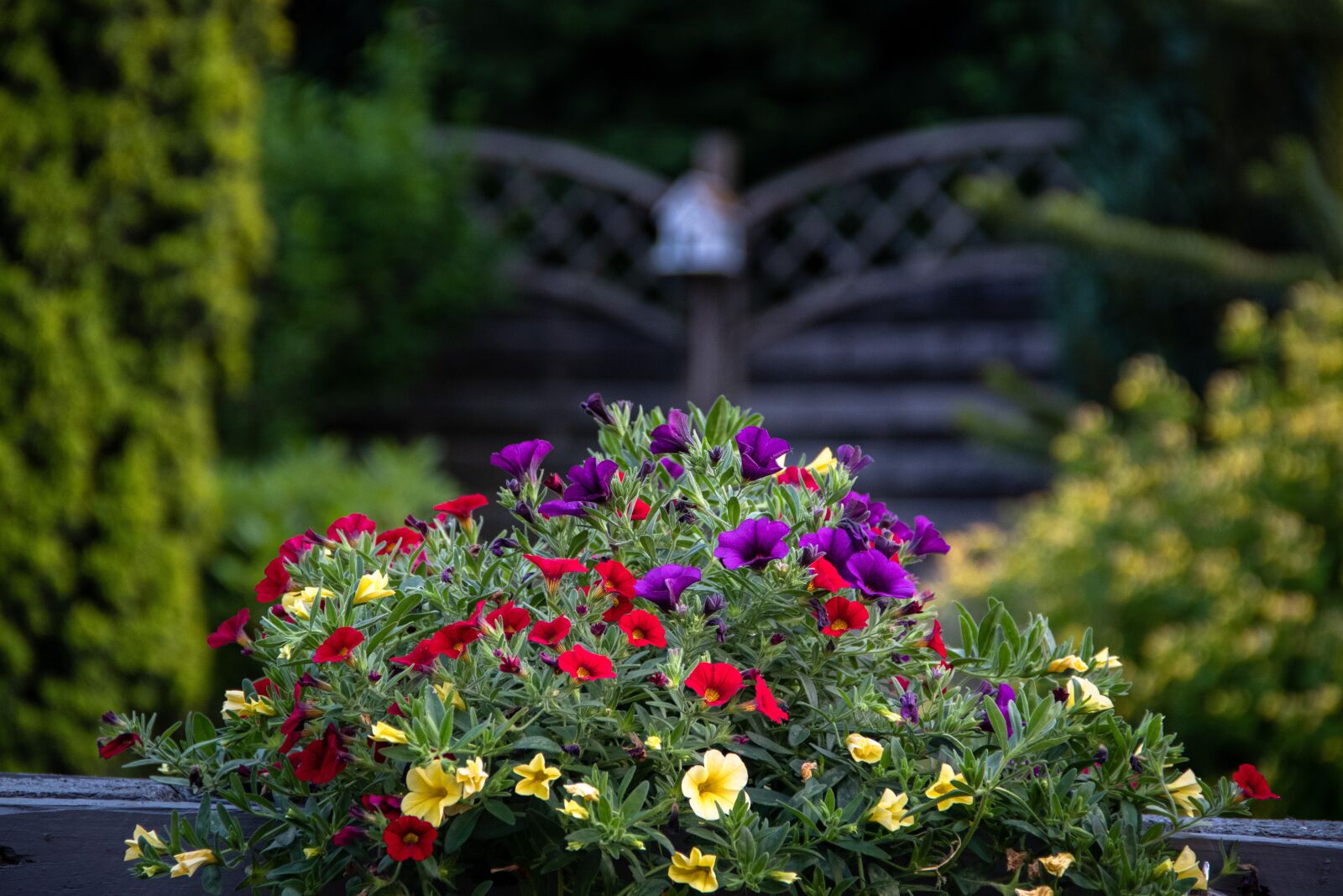 Canon EOS 80D + Canon EF-S 18-135mm F3.5-5.6 IS sample photo. Flowers, petals, plants photography