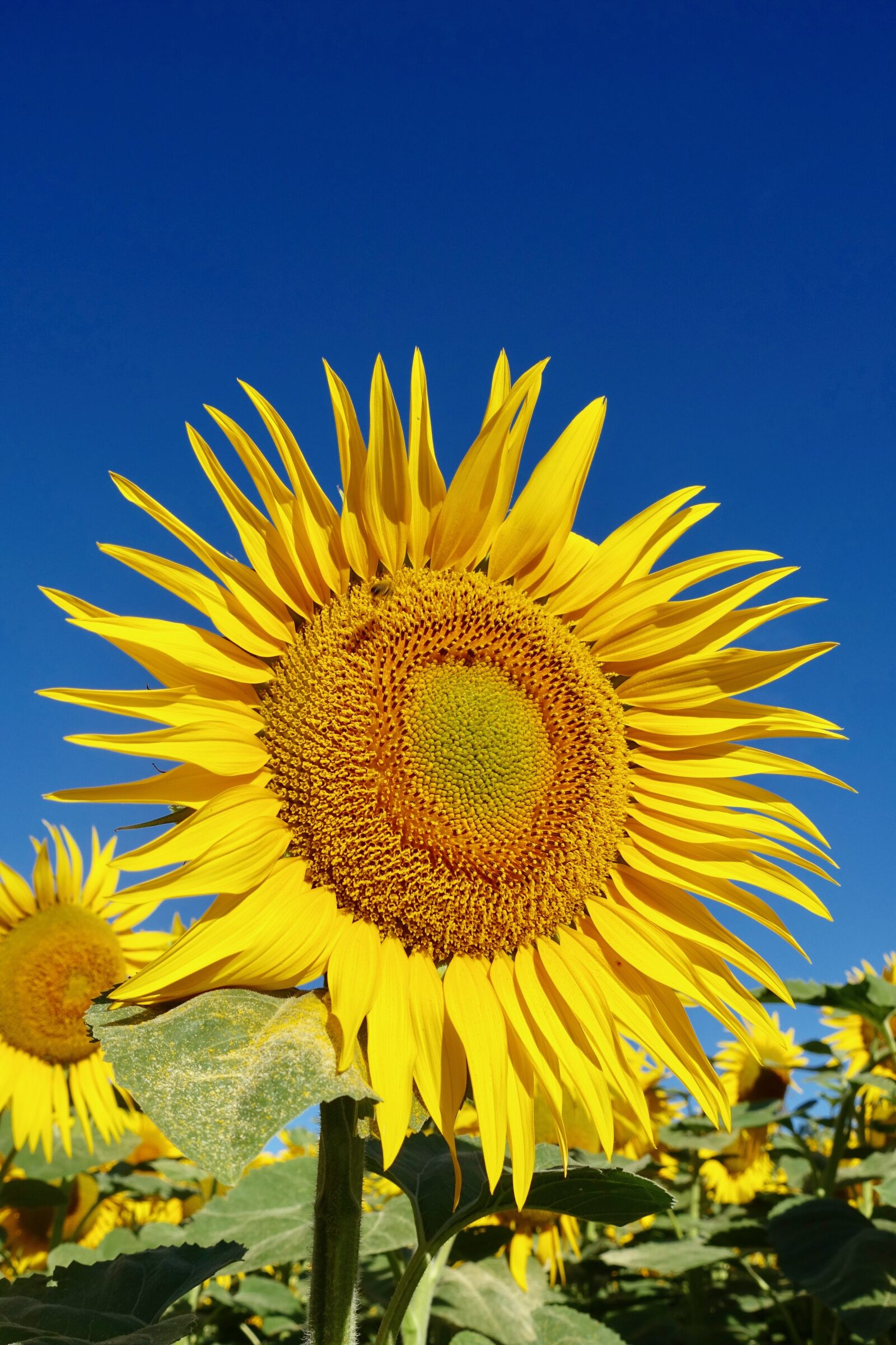 Sony Cyber-shot DSC-RX100 III sample photo. Sunflower, petal, yellow photography