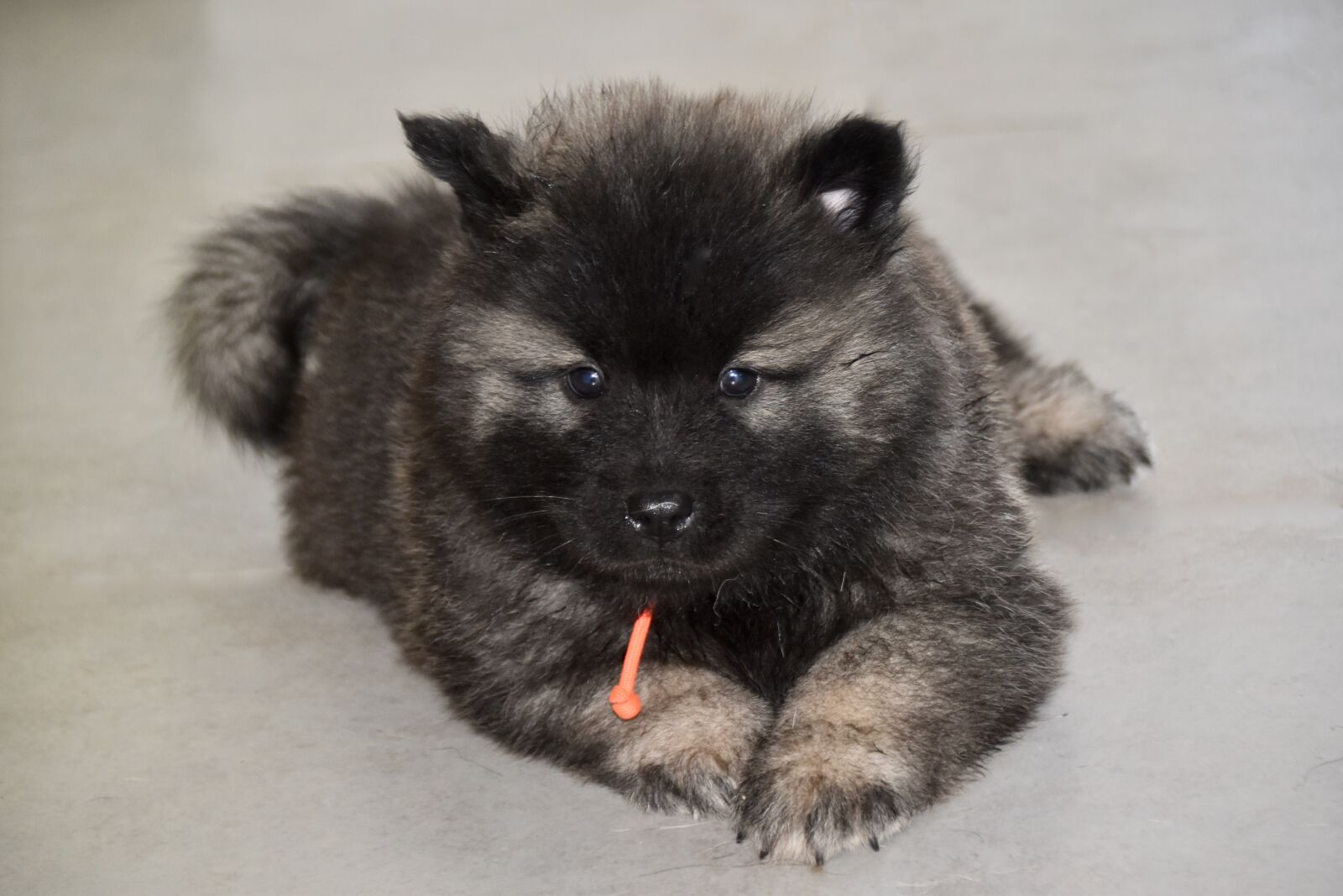 Nikon D5600 sample photo. Dog, puppy, young dog photography