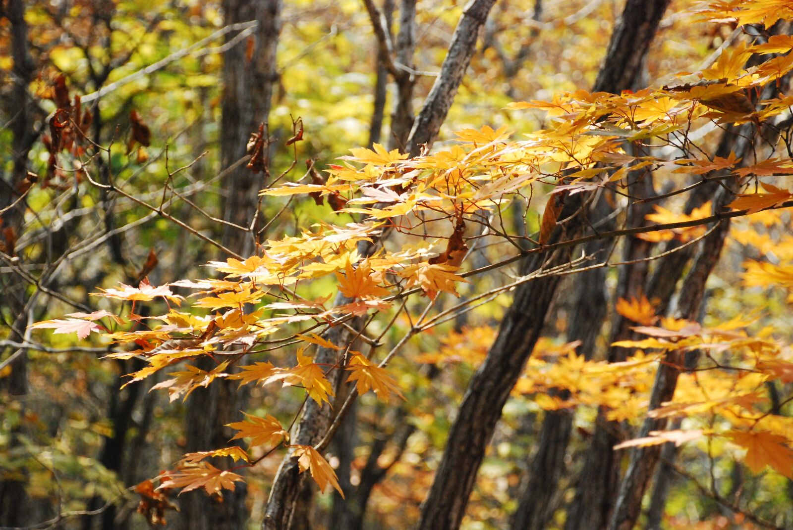 Nikon D80 sample photo. Autumn leaves, autumn, the photography