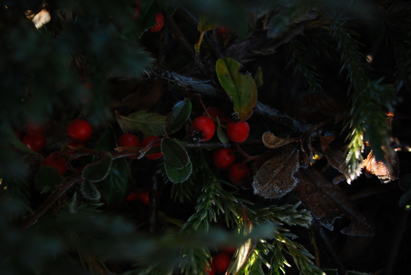 Nikon D60 sample photo. Dark, freeze, hoarfrost, rose photography