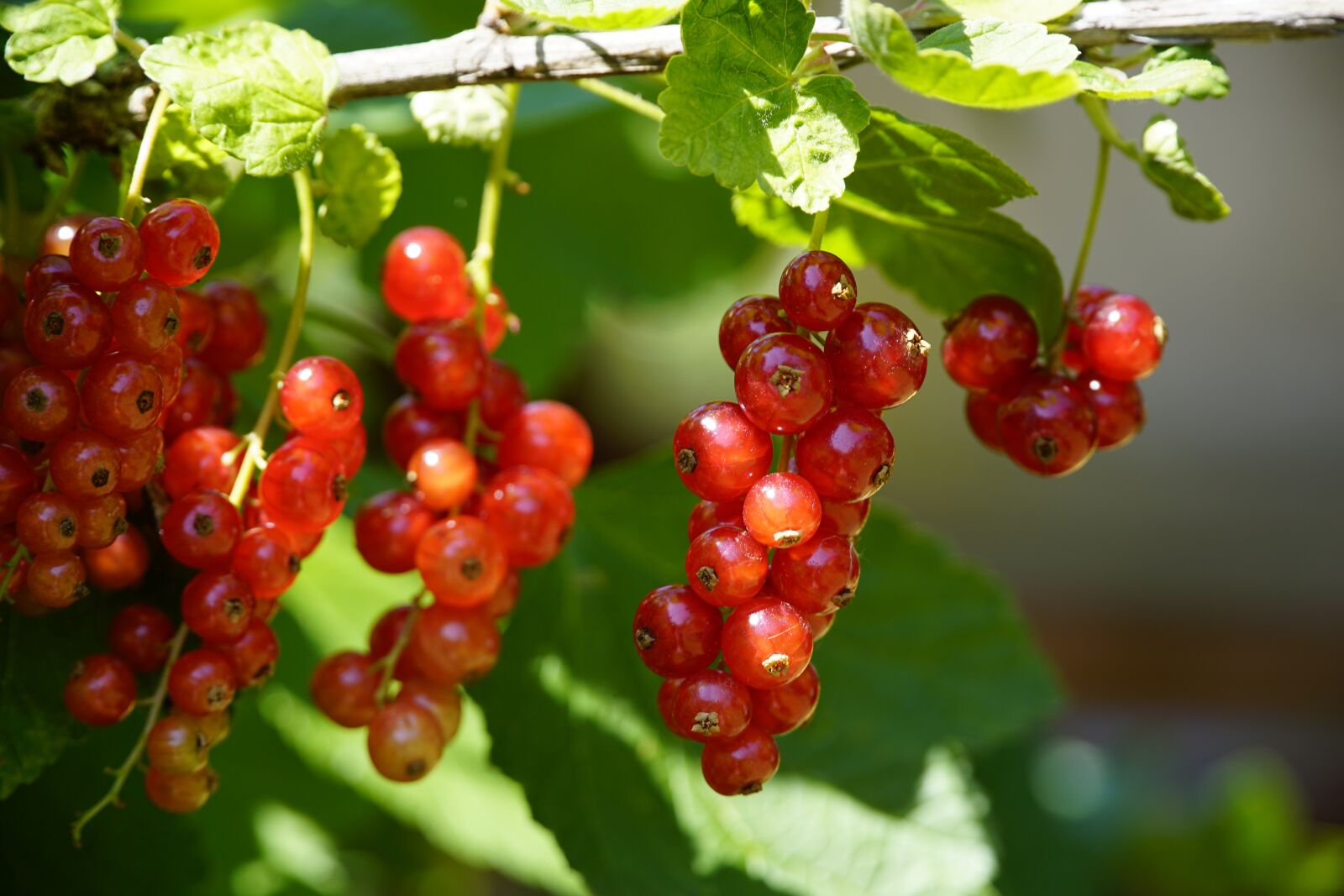 Sony E PZ 18-105mm F4 G OSS sample photo. Red, currant, berries photography