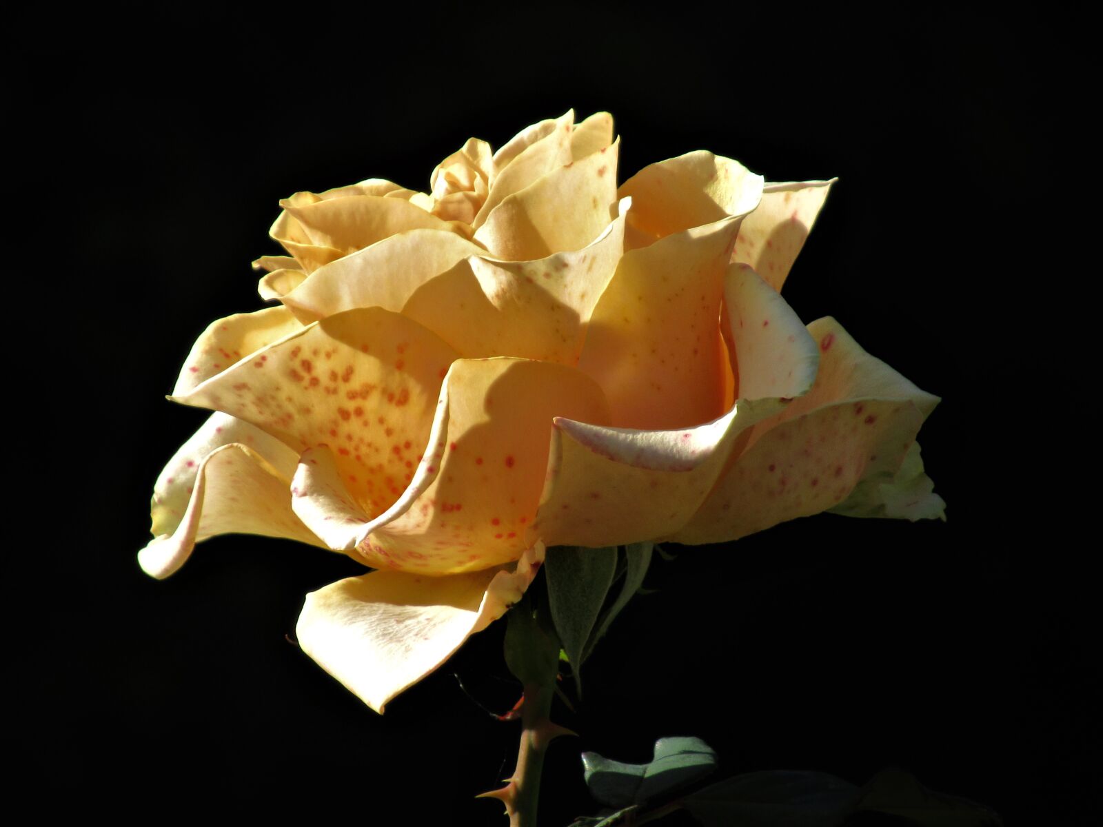 Canon PowerShot SX620 HS sample photo. Rose, yellow, flower photography