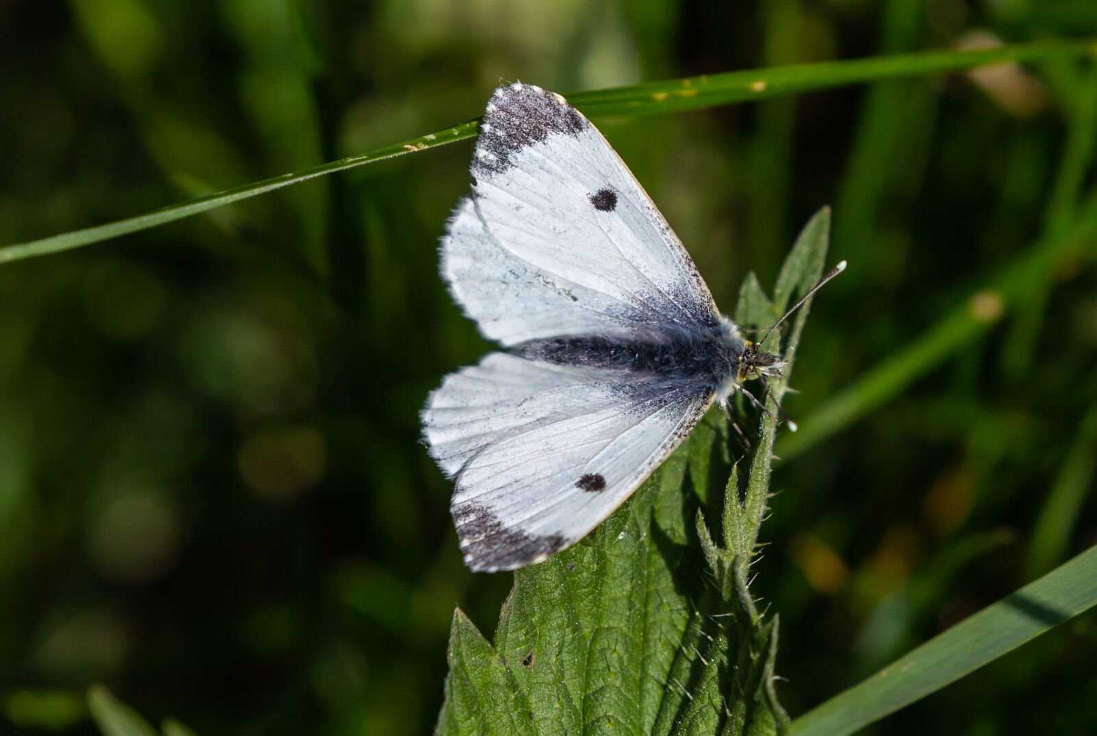 Canon EOS 5D Mark III sample photo. Orange tip butterfly, female photography