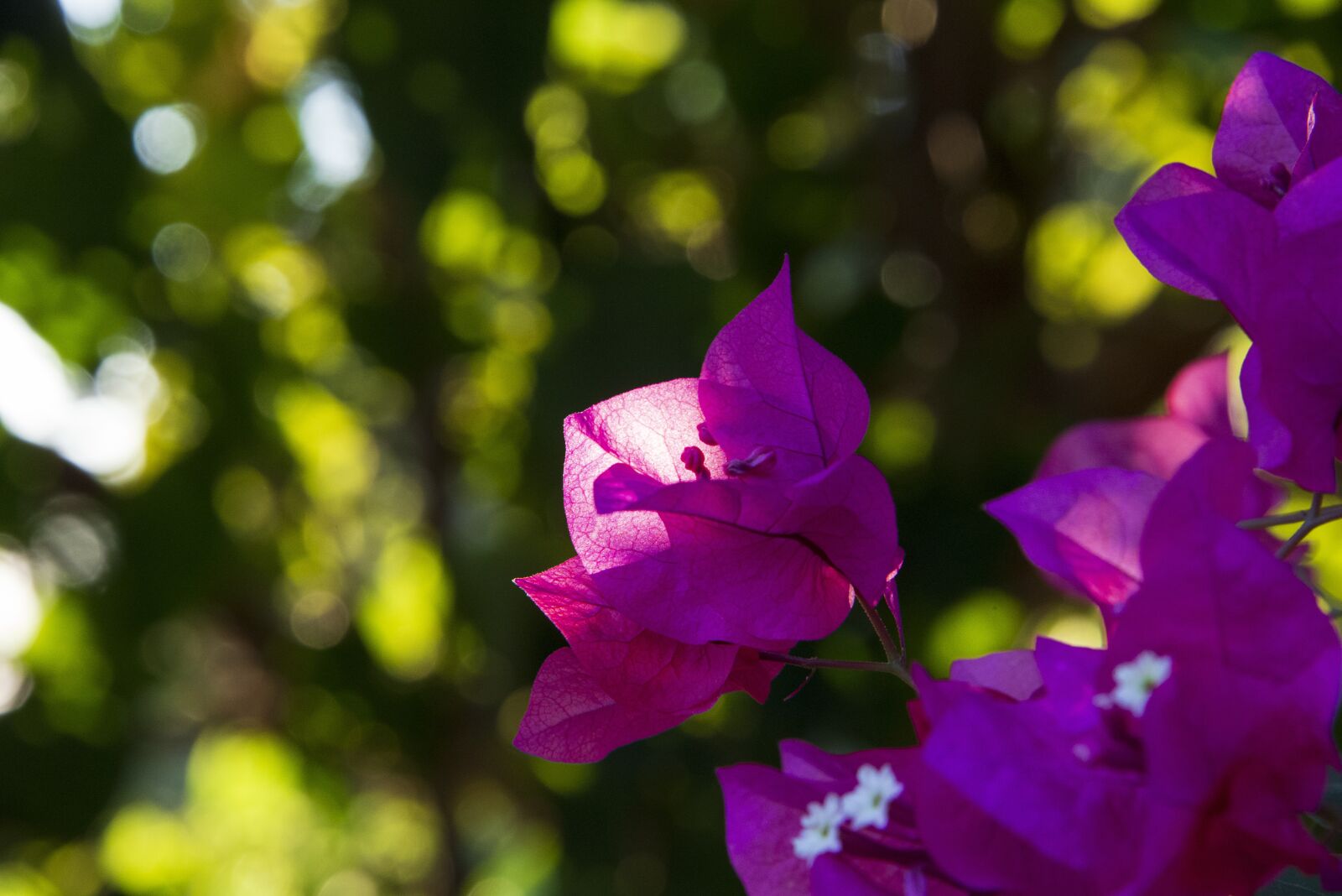 Nikon D600 sample photo. Flowers, nature, summer photography