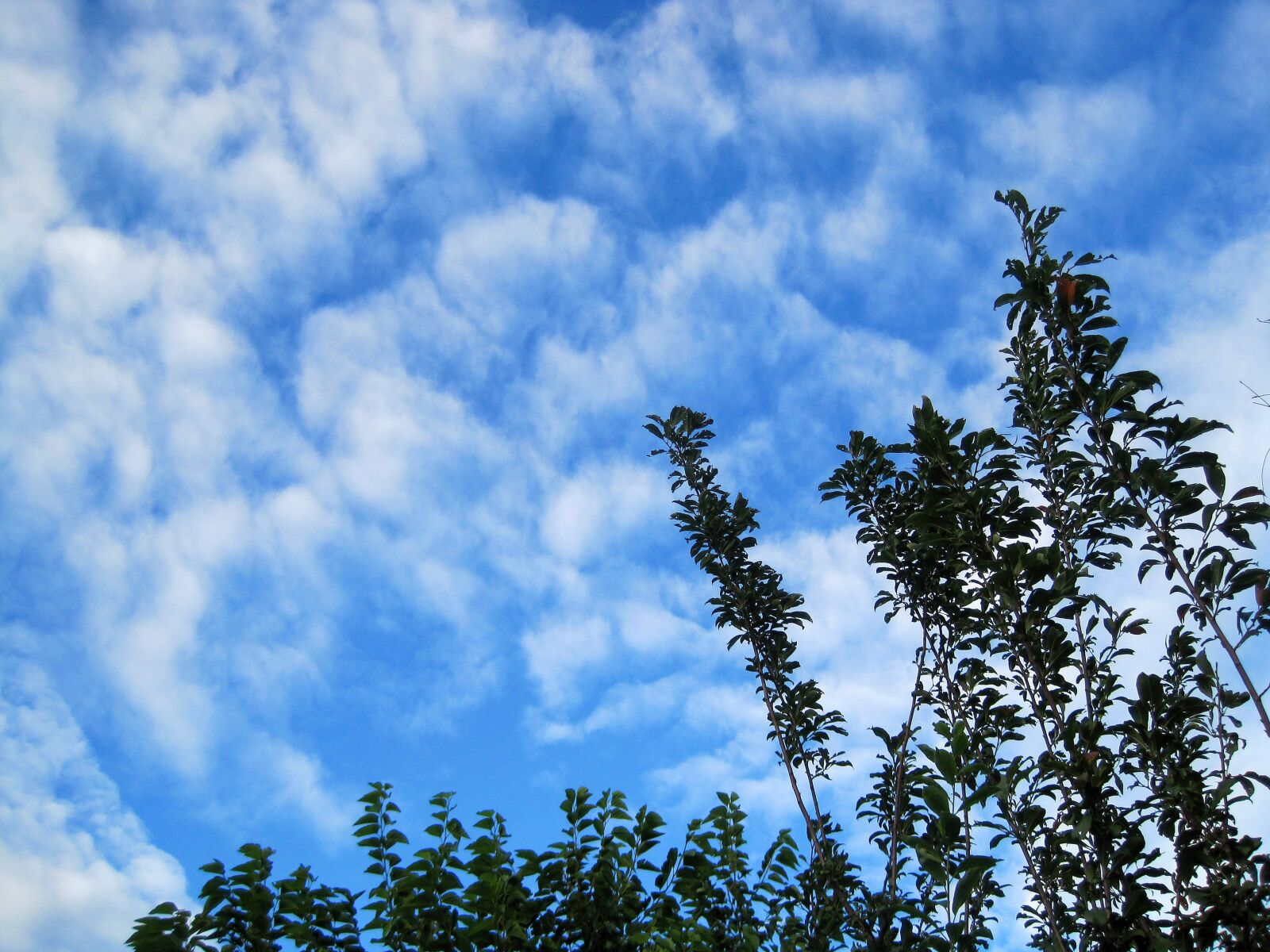 Canon PowerShot SD1200 IS (Digital IXUS 95 IS / IXY Digital 110 IS) sample photo. White clouds, clouds, white photography