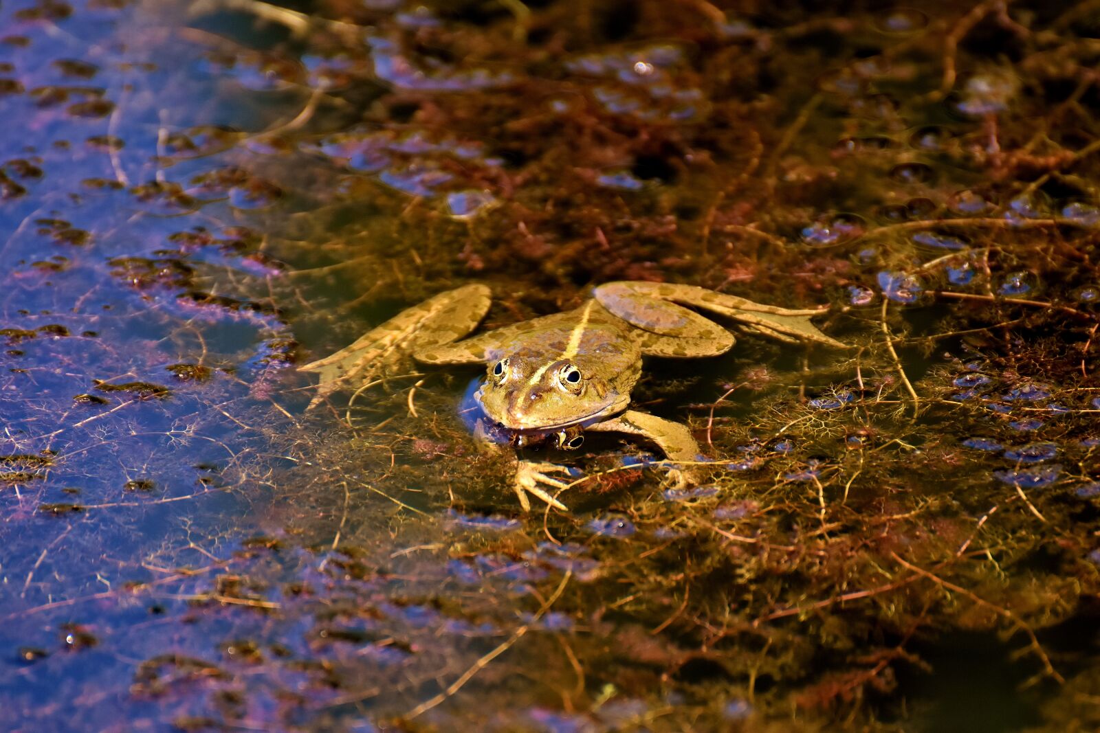 Nikon D7200 sample photo. Frog, pond, animal photography