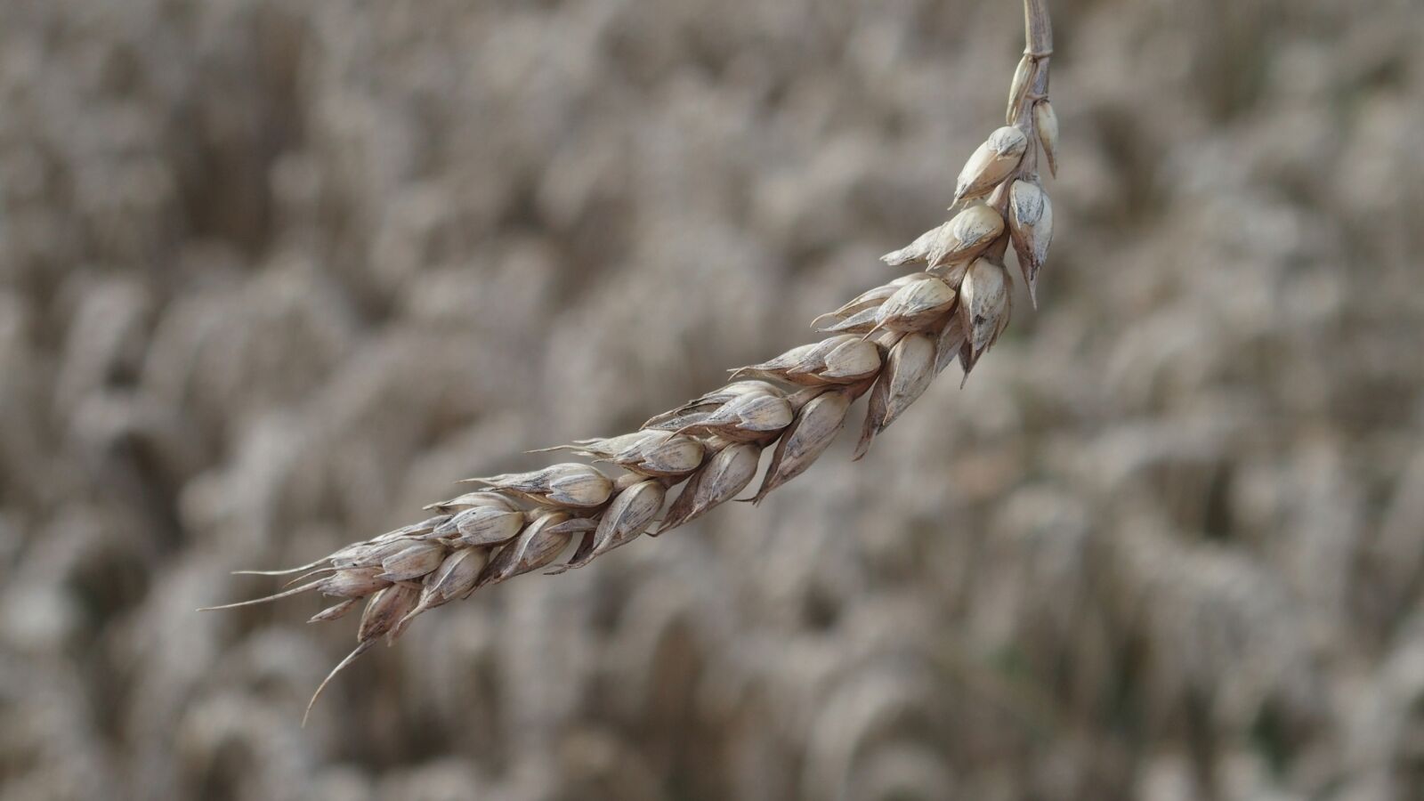 Olympus STYLUS1,1s sample photo. Agriculture, field, farm photography