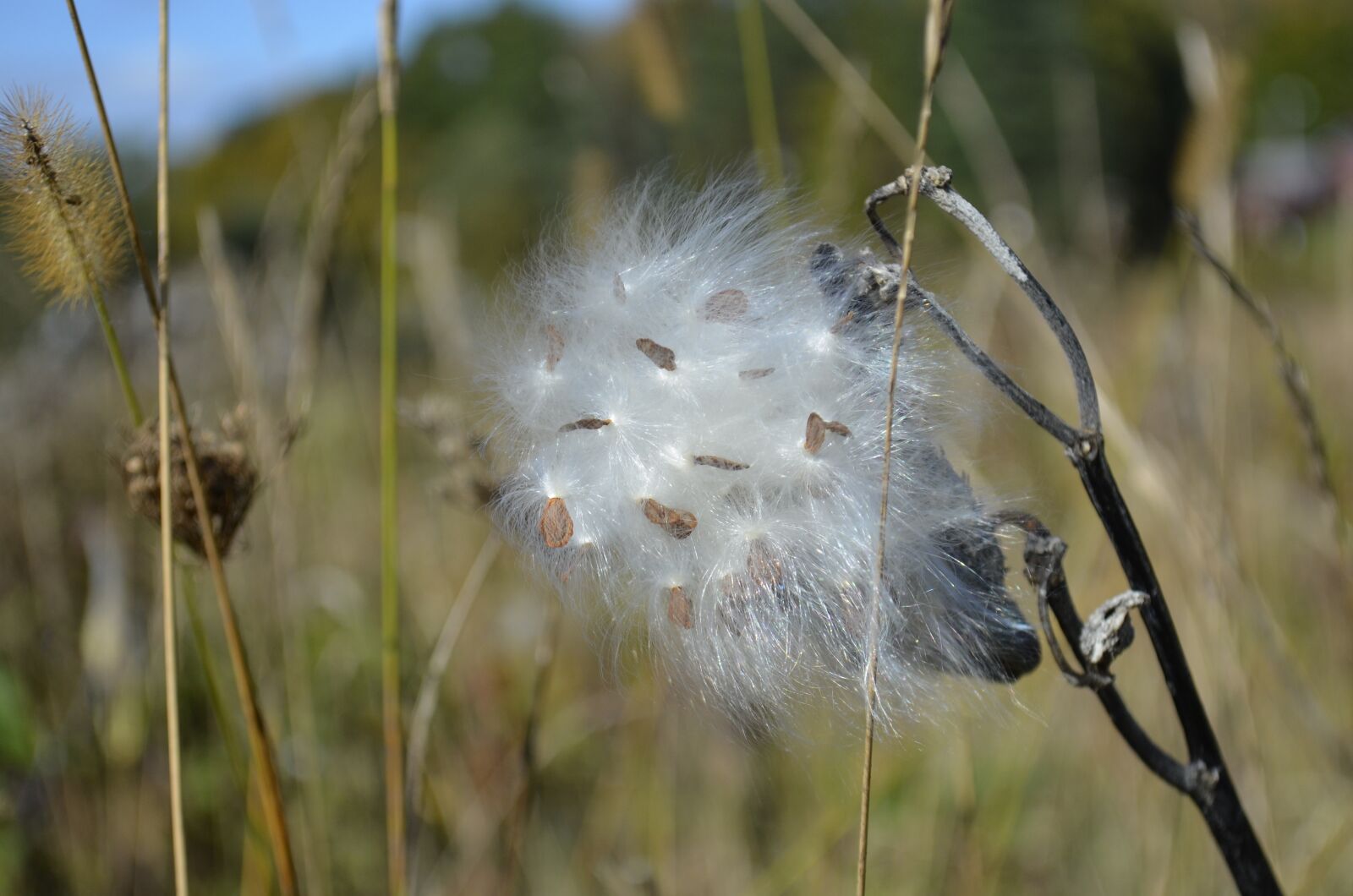 Nikon D5100 sample photo. Milkweed, autumn, pod photography