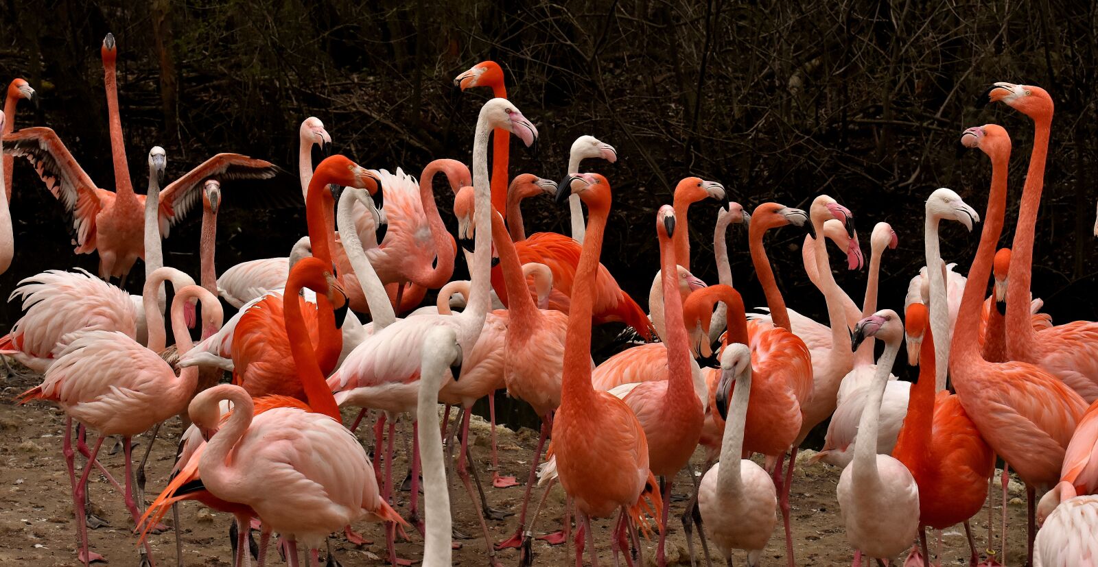 Nikon D7200 sample photo. Flamingo, bird, colorful photography