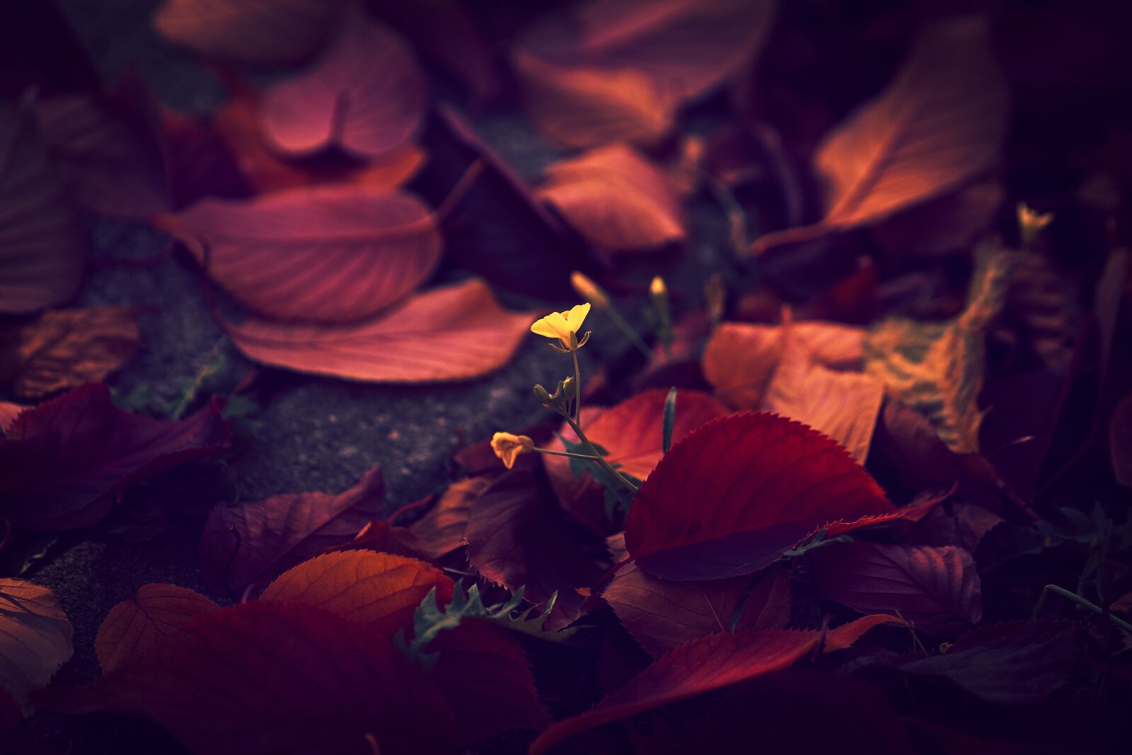 Sony FE 70-200mm F4 G OSS sample photo. Autumn, leaf, leaves photography