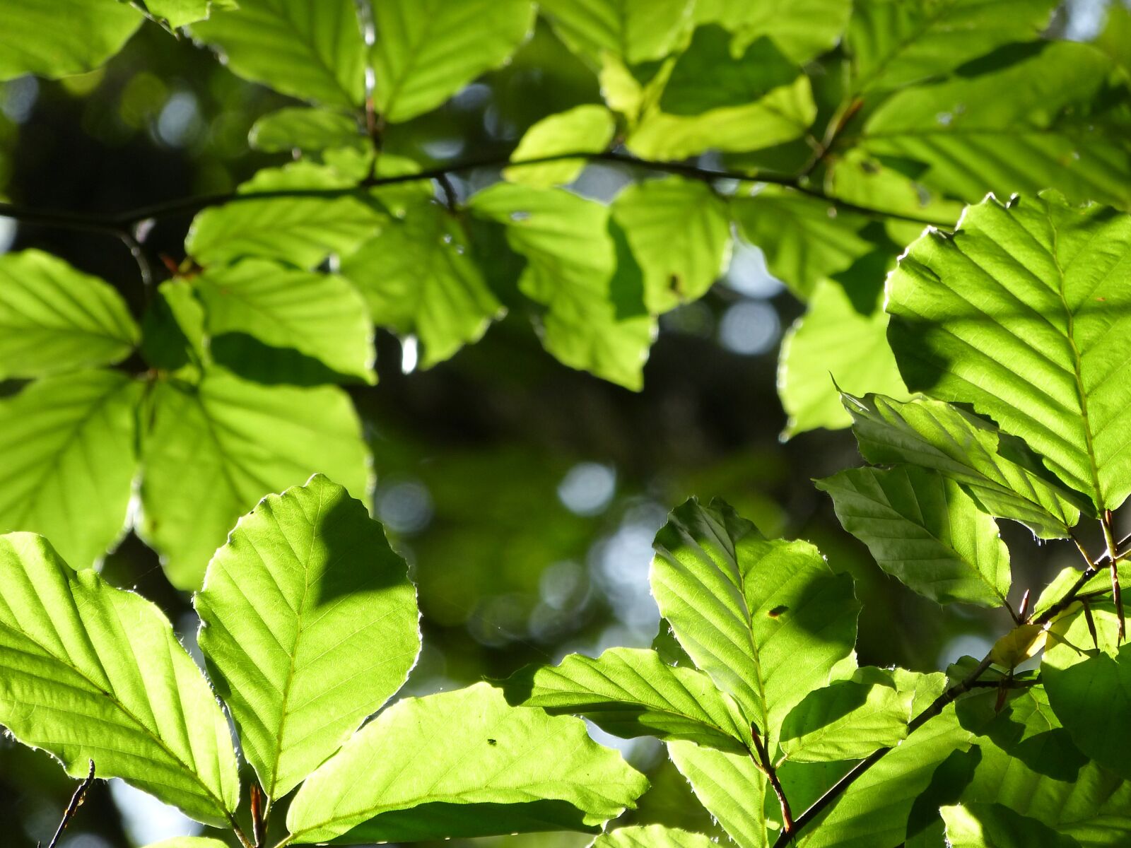 Panasonic Lumix DMC-FZ150 sample photo. Hope, green, forest photography