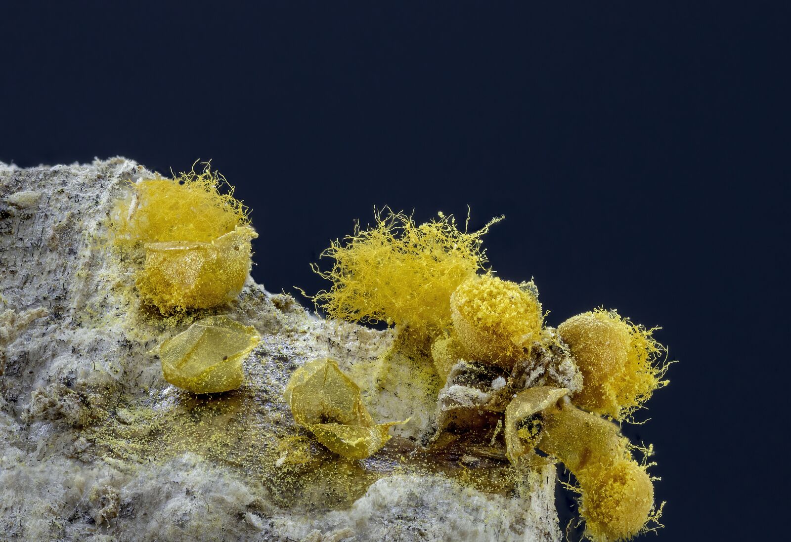 Canon MP-E 65mm F2.5 1-5x Macro Photo sample photo. Slime-mold, spores, threads photography