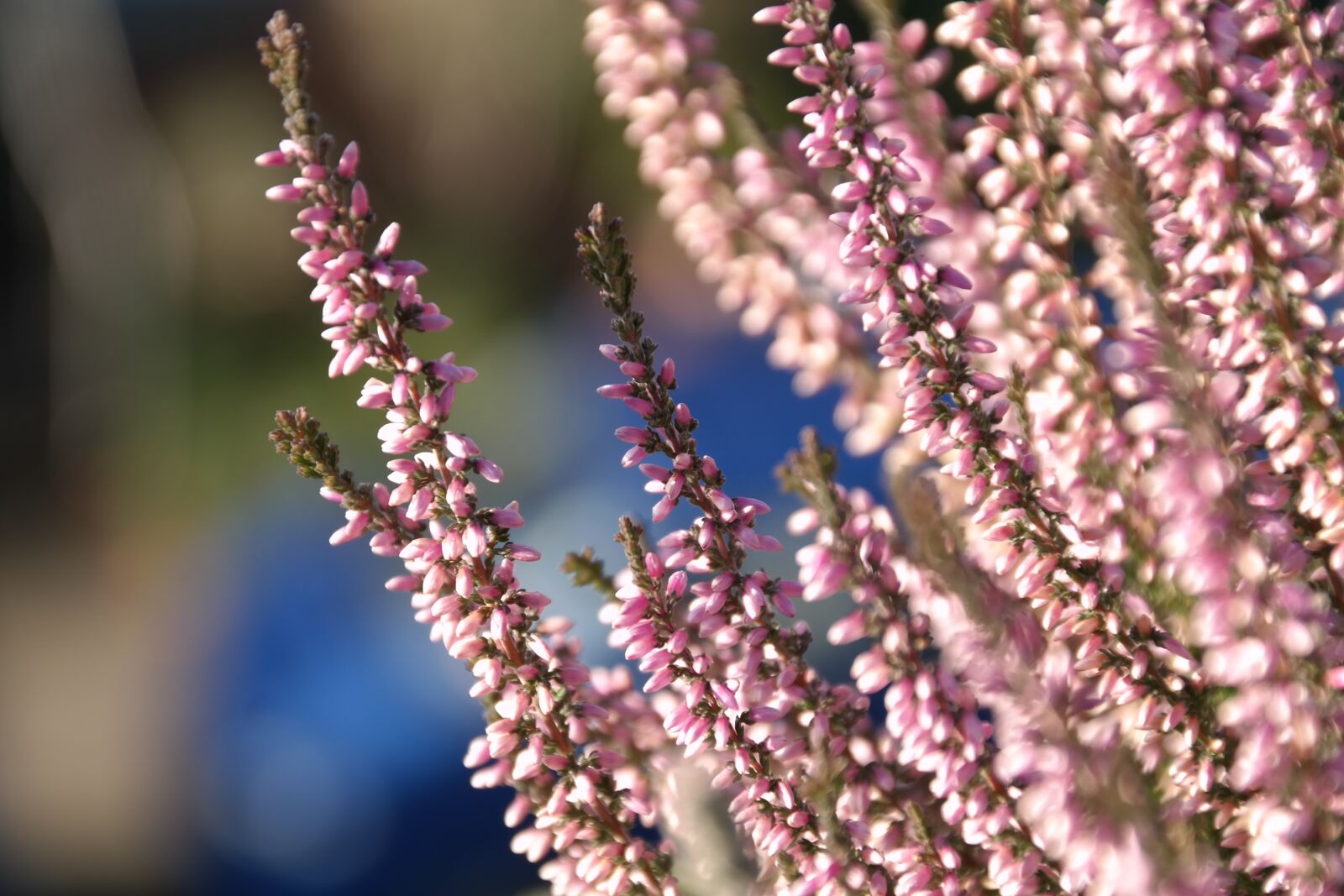 Samsung NX300 sample photo. Heide, flower, pink photography