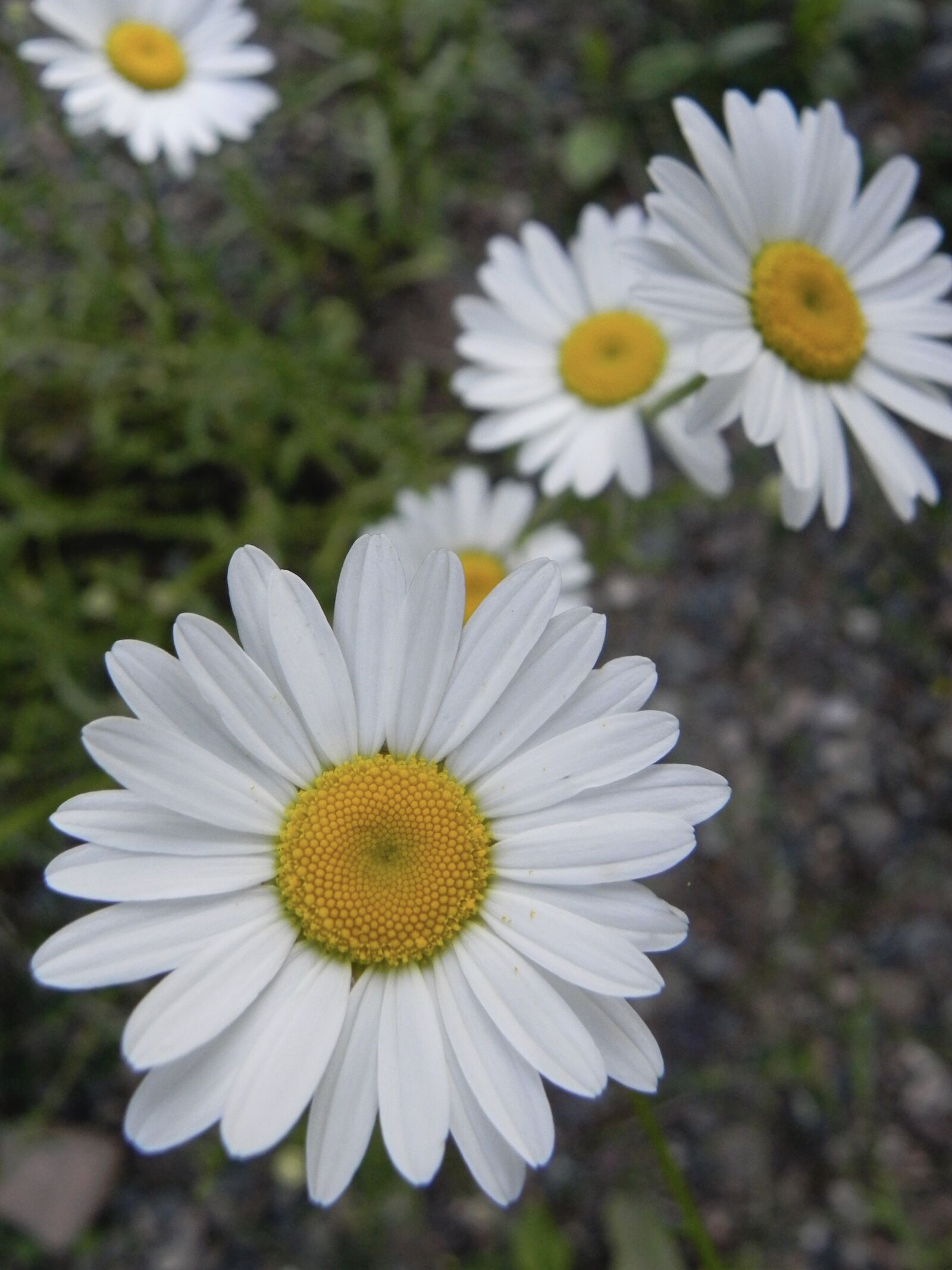 Nikon Coolpix P100 sample photo. Flowers, daisies, nature photography