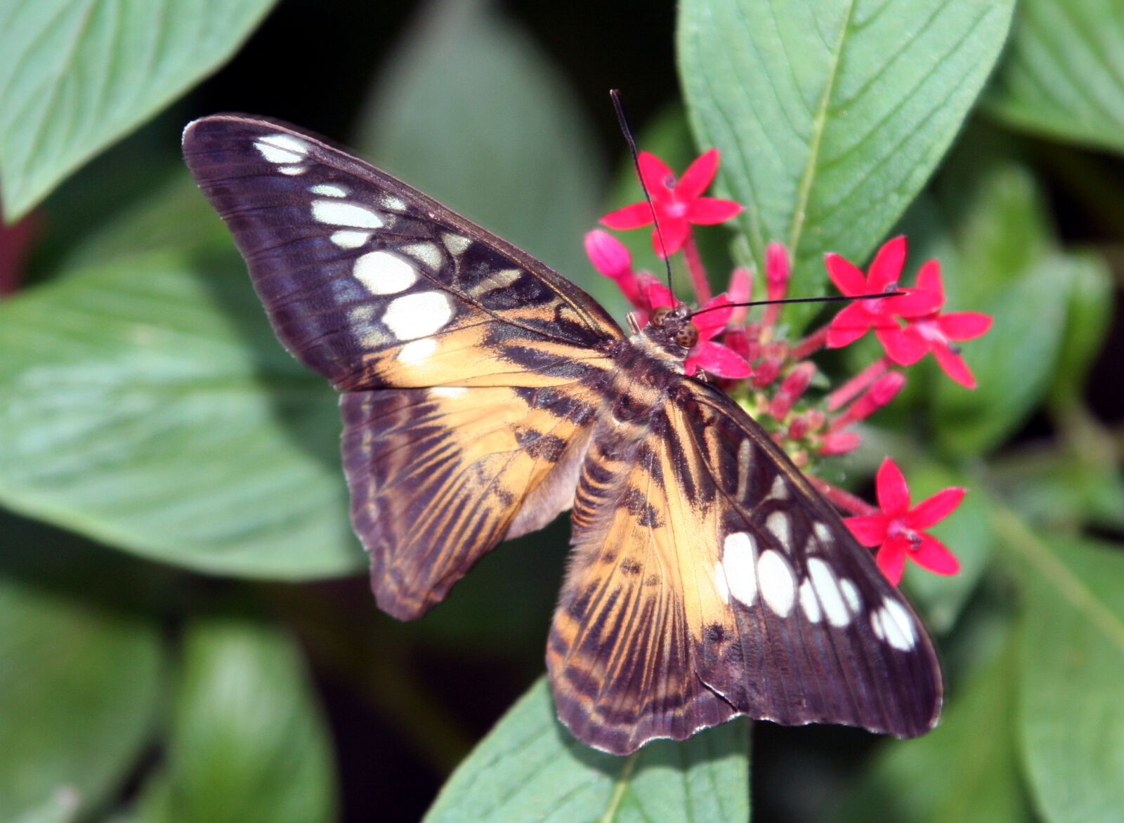 Canon EOS 350D (EOS Digital Rebel XT / EOS Kiss Digital N) sample photo. Butterfly, wings, insect photography