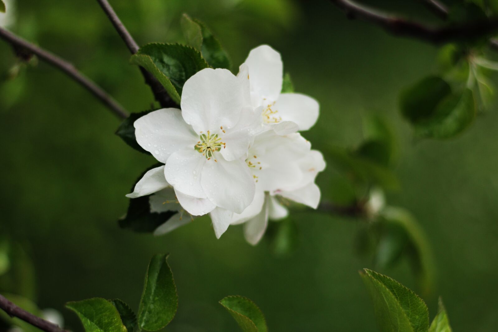 Canon EOS 600D (Rebel EOS T3i / EOS Kiss X5) sample photo. Blossom, early spring, floral photography