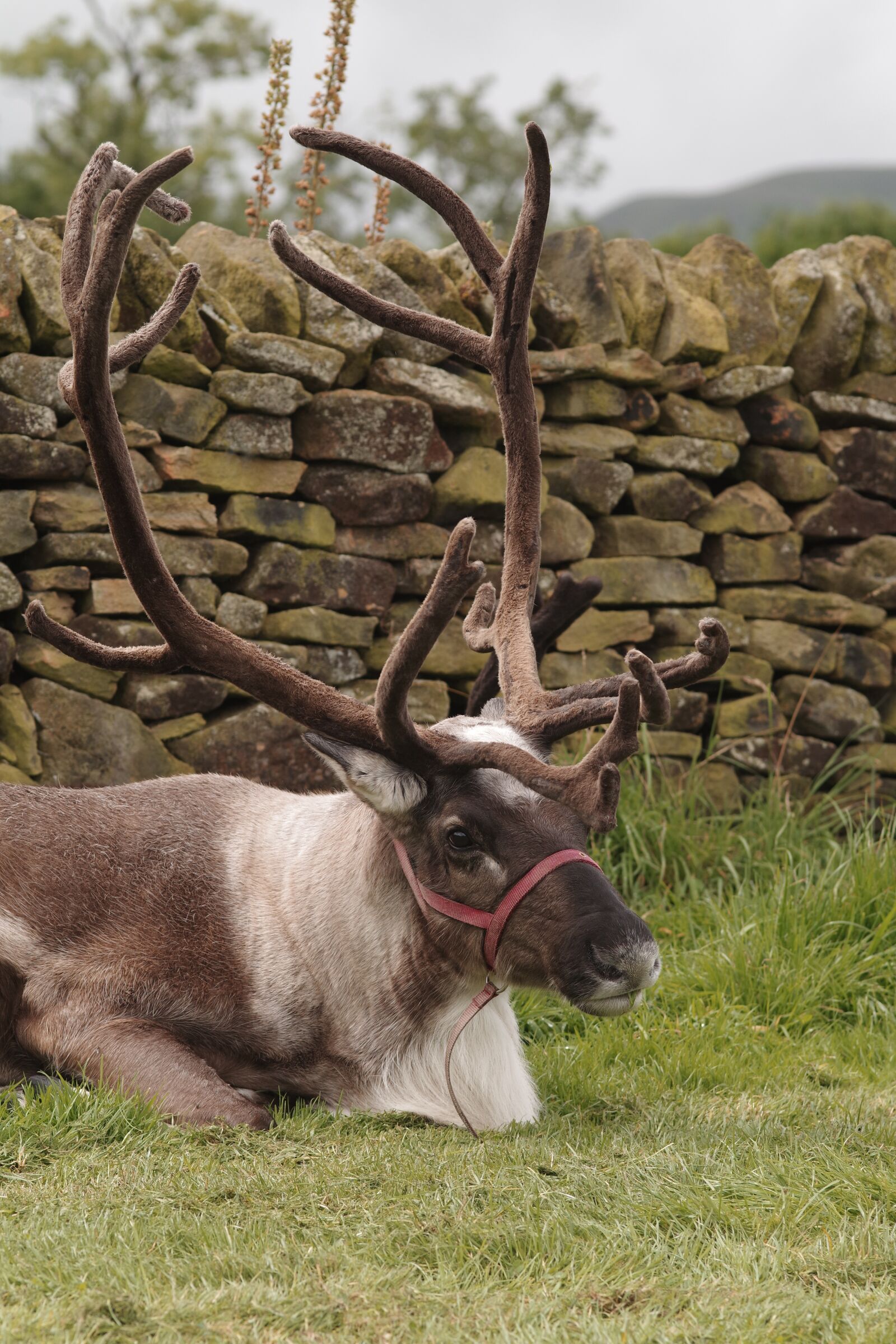 Pentax K-S1 sample photo. Reindeer, antlers, herd photography