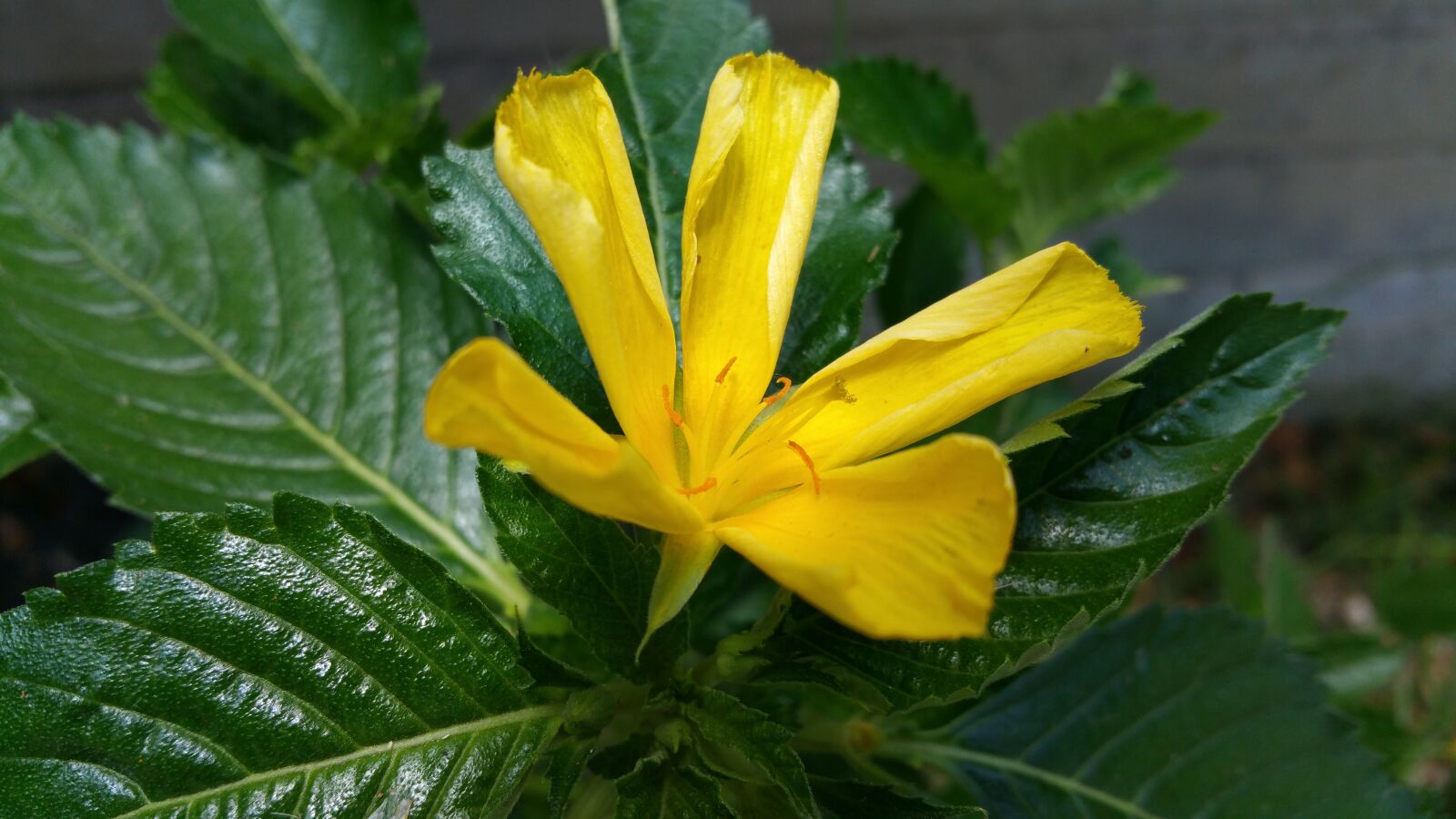 Samsung Galaxy Note4 sample photo. Flower, plant, leaves photography
