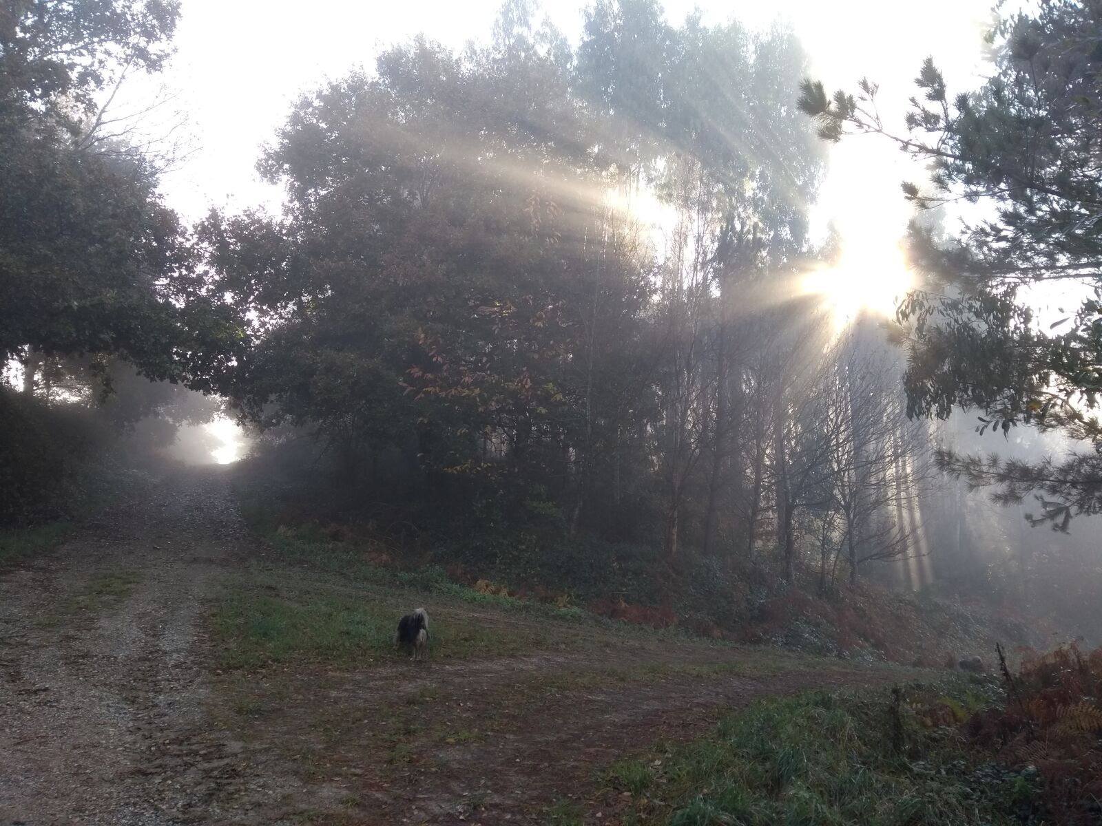 Motorola Moto G (5th Gen) sample photo. Forest, light, nature photography