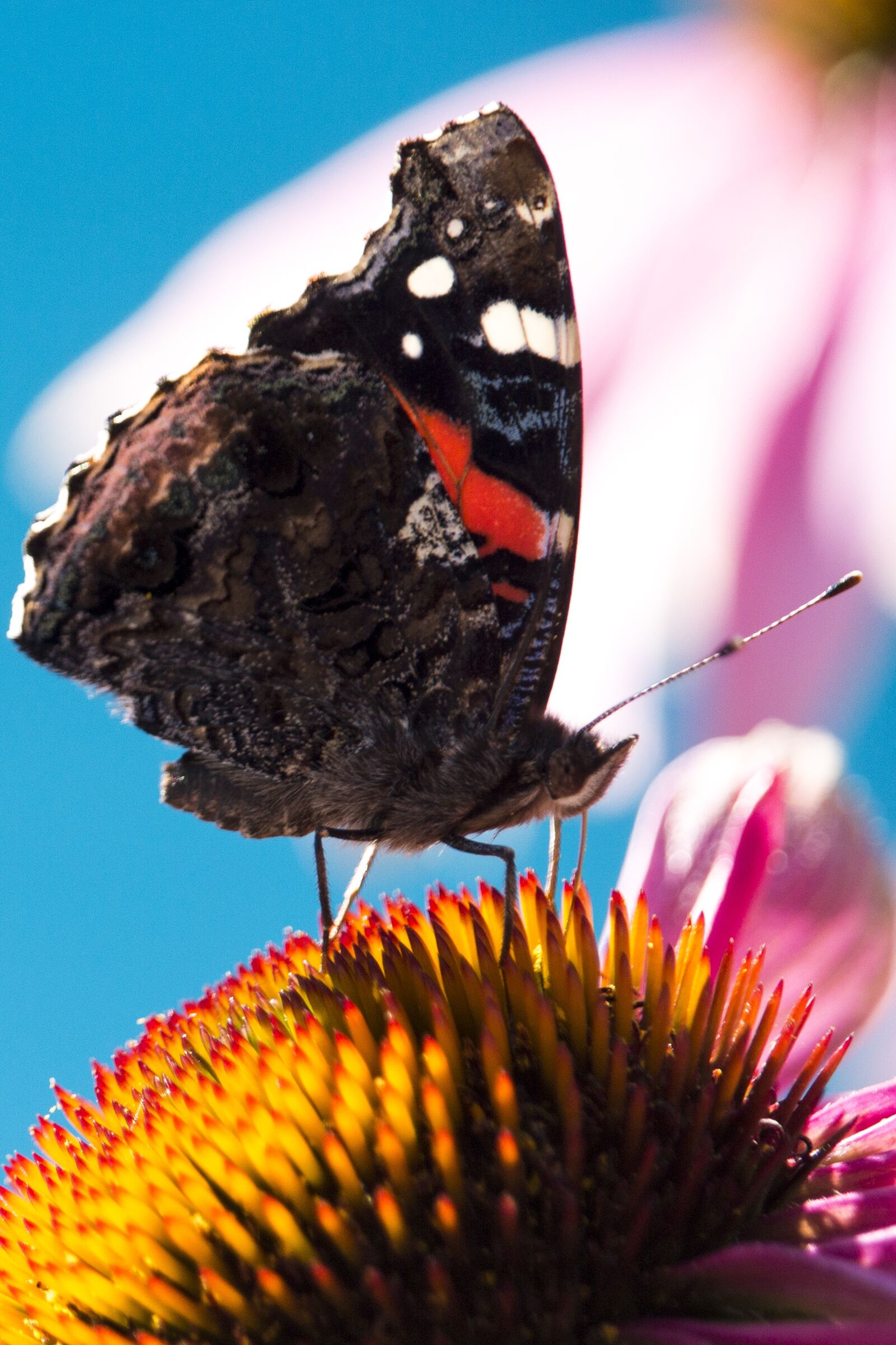 Canon EOS 700D (EOS Rebel T5i / EOS Kiss X7i) sample photo. Nature, papilion, macro photography