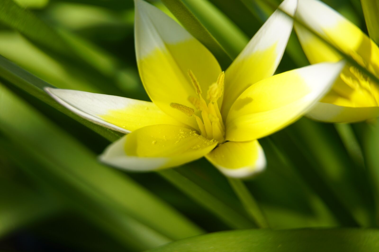 Sony a7R II + Sony E PZ 18-105mm F4 G OSS sample photo. Wild, tulip, yellow photography