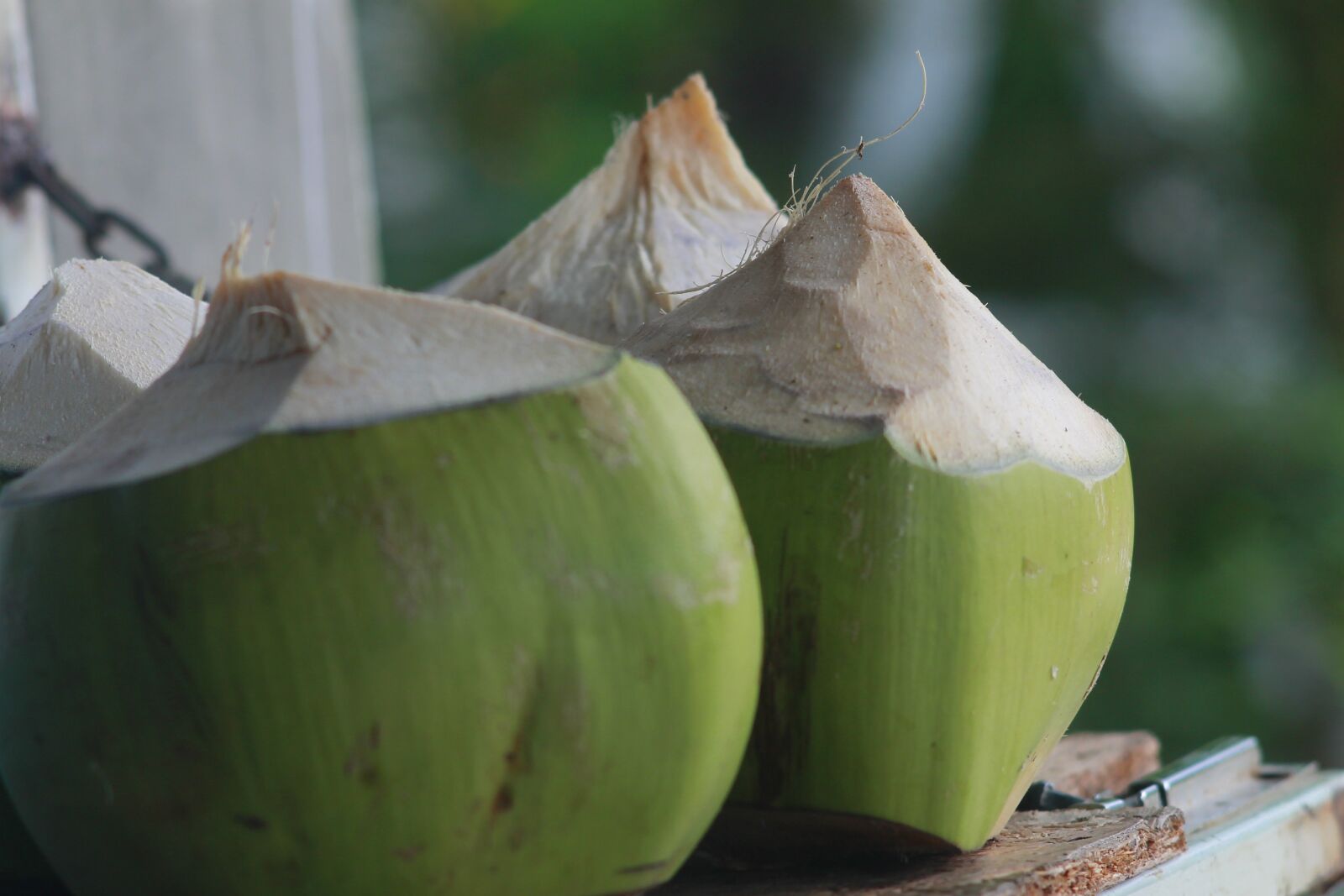 Canon EOS 1100D (EOS Rebel T3 / EOS Kiss X50) sample photo. Coconut, tree, nature photography