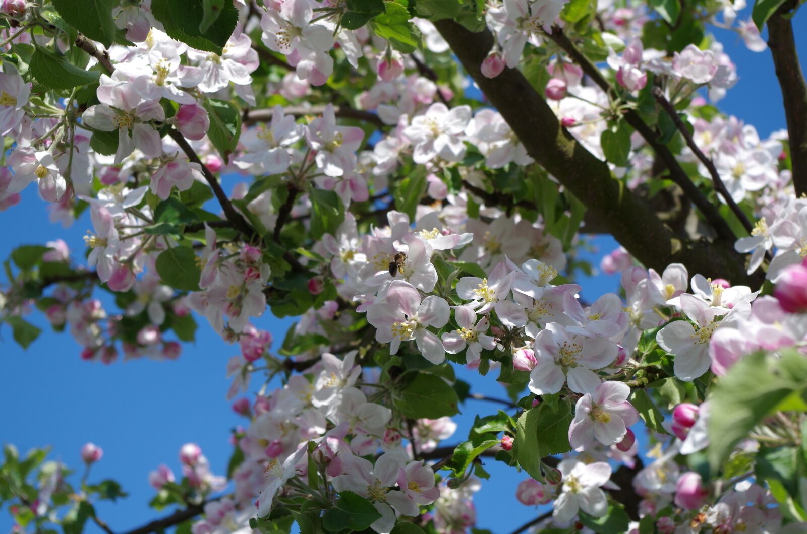 Pentax K-50 sample photo. Spring, blooming tree, nature photography