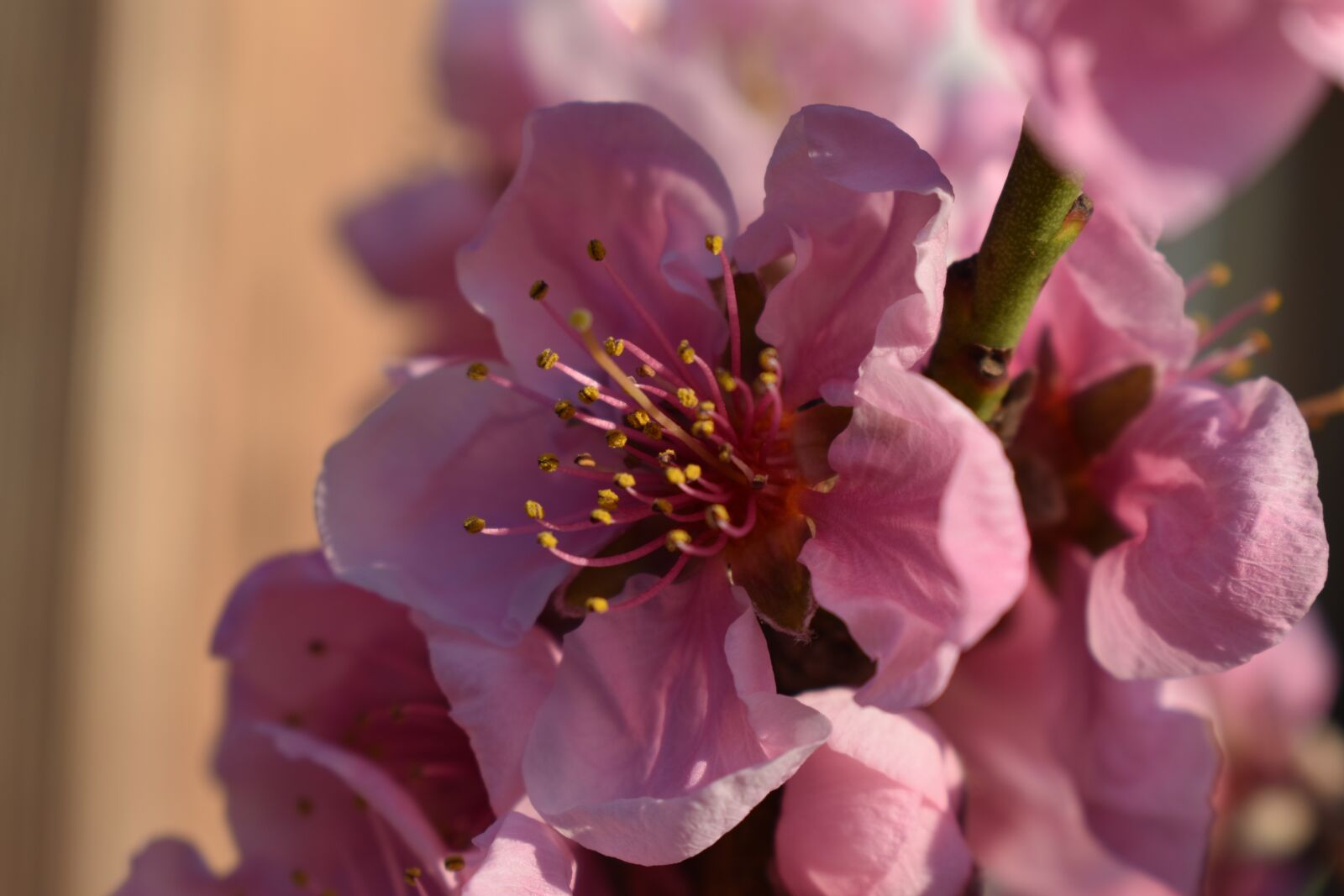 Nikon D3400 sample photo. Blossom, blossom, bloom photography