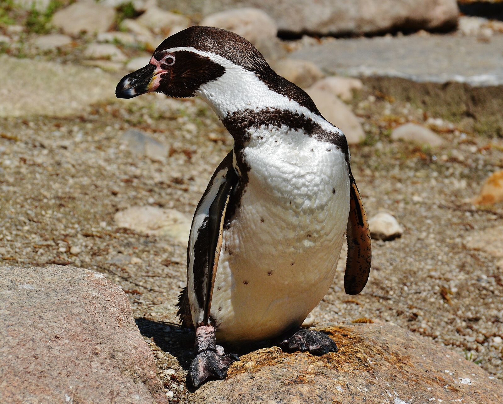 Nikon D3200 sample photo. Penguin, cute, bird photography