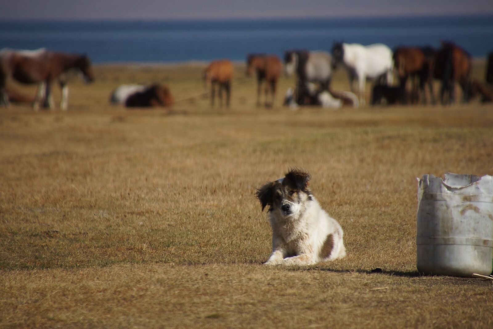 Tamron 16-300mm F3.5-6.3 Di II VC PZD Macro sample photo. Kyrgyzstan, song kul, landscape photography